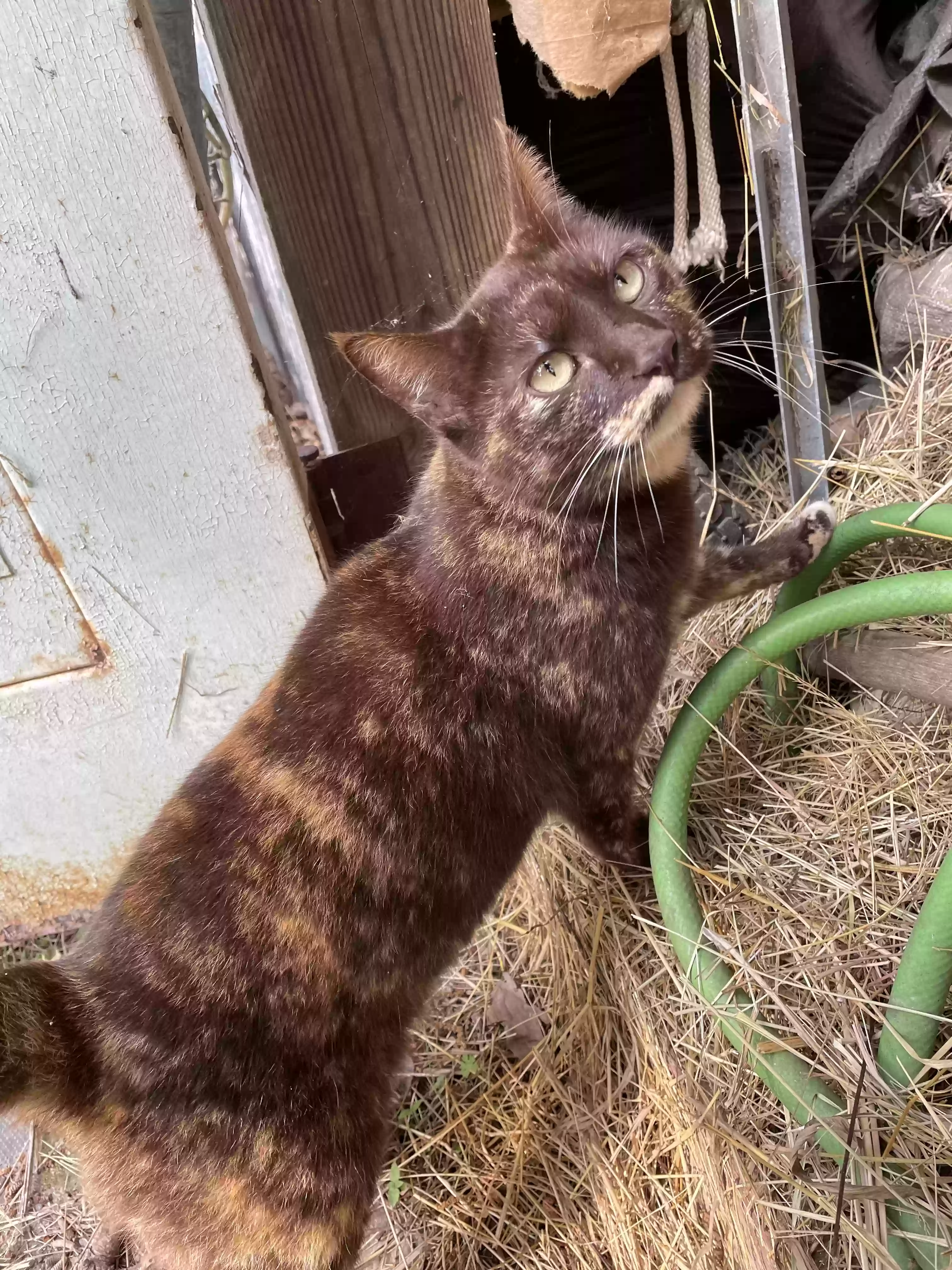 adoptable Cat in Mammoth Spring,AR named Brownie