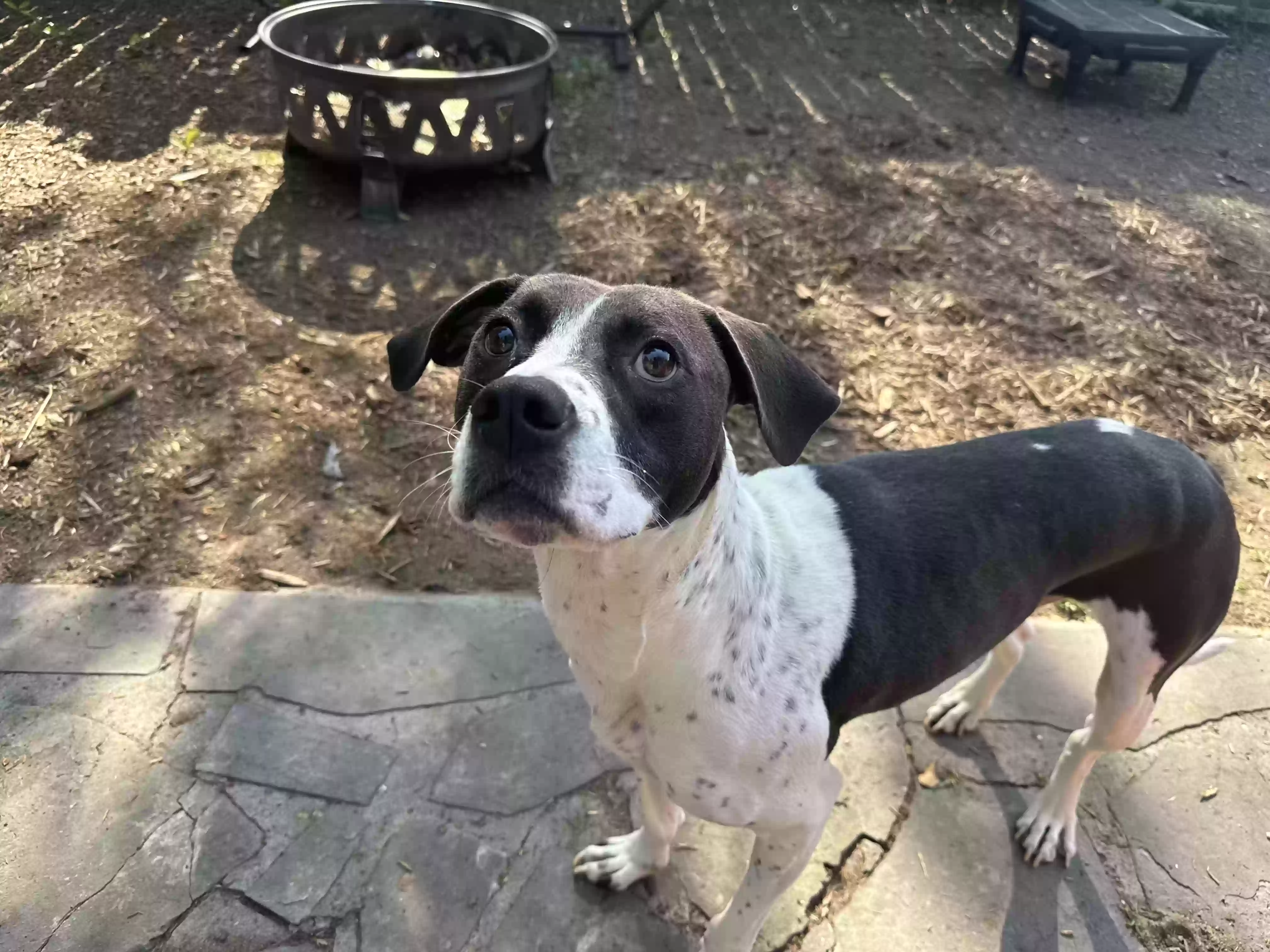adoptable Dog in Norfolk,VA named Griz
