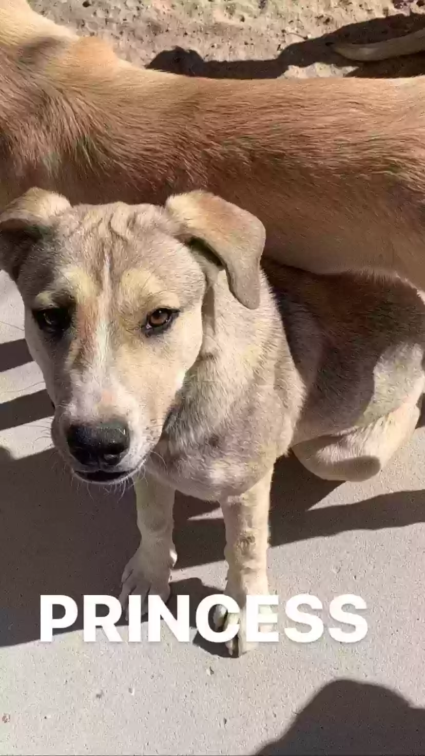 adoptable Dog in Lucerne Valley,CA named Princess