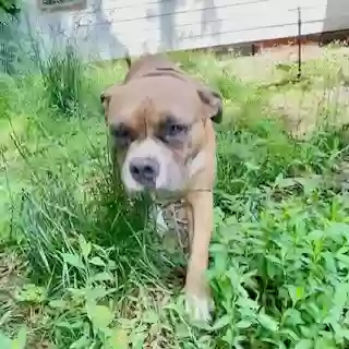 adoptable Dog in Middletown,CT named Dembe (also see his sister Ashley Grace)