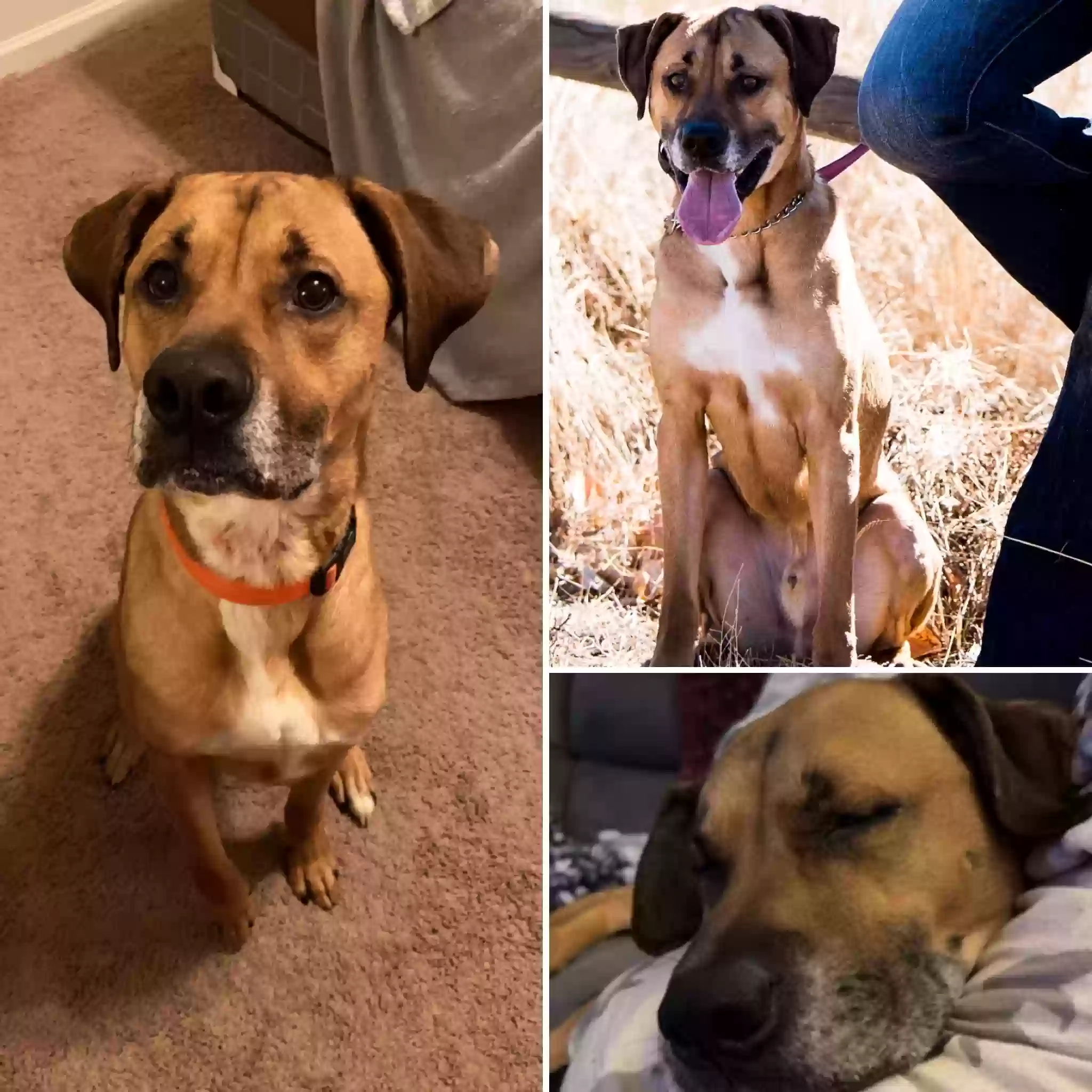 adoptable Dog in Greeley,CO named Dexter