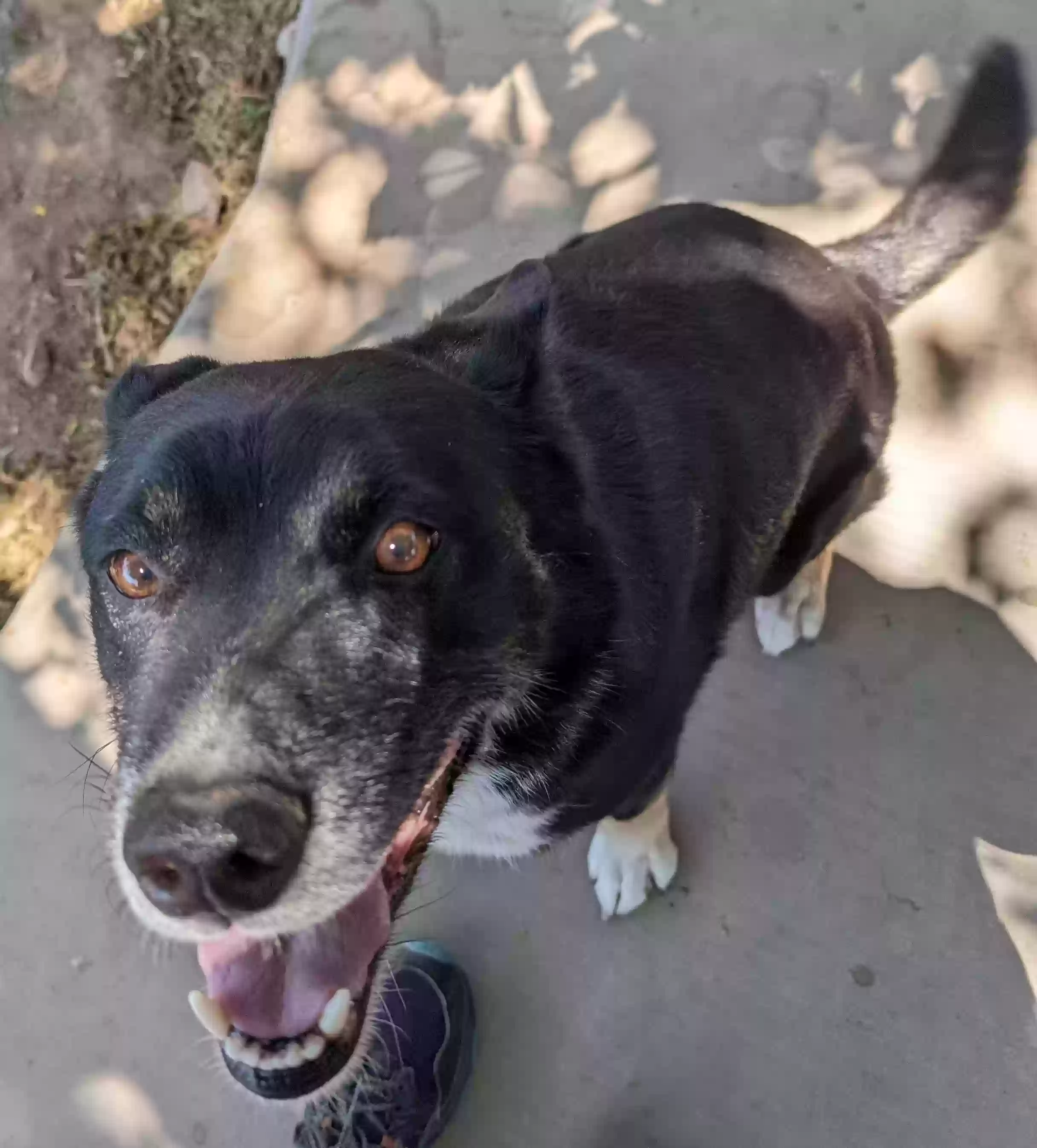 adoptable Dog in Alamogordo,NM named Goose