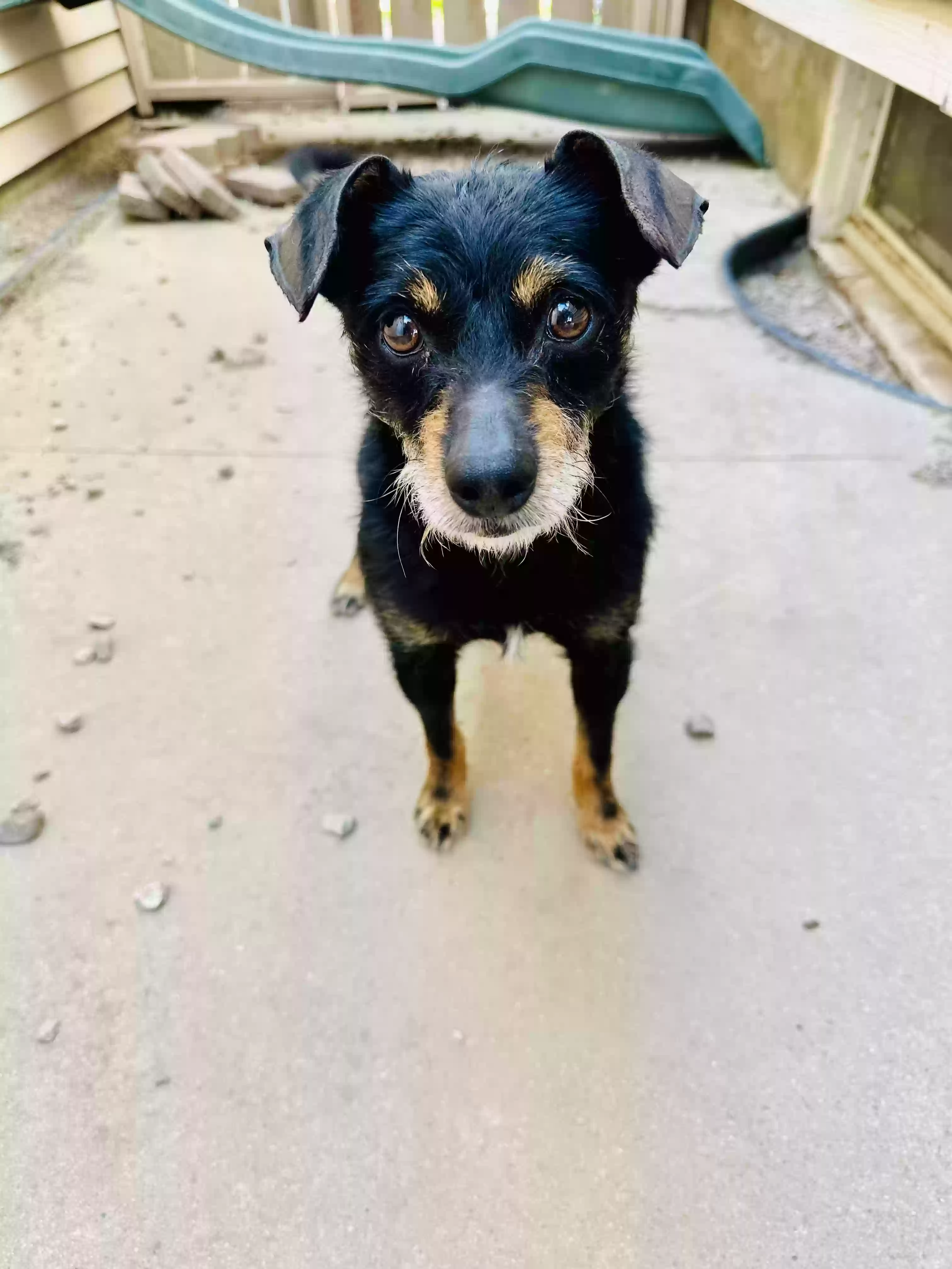 adoptable Dog in Van Wert,OH named Helix