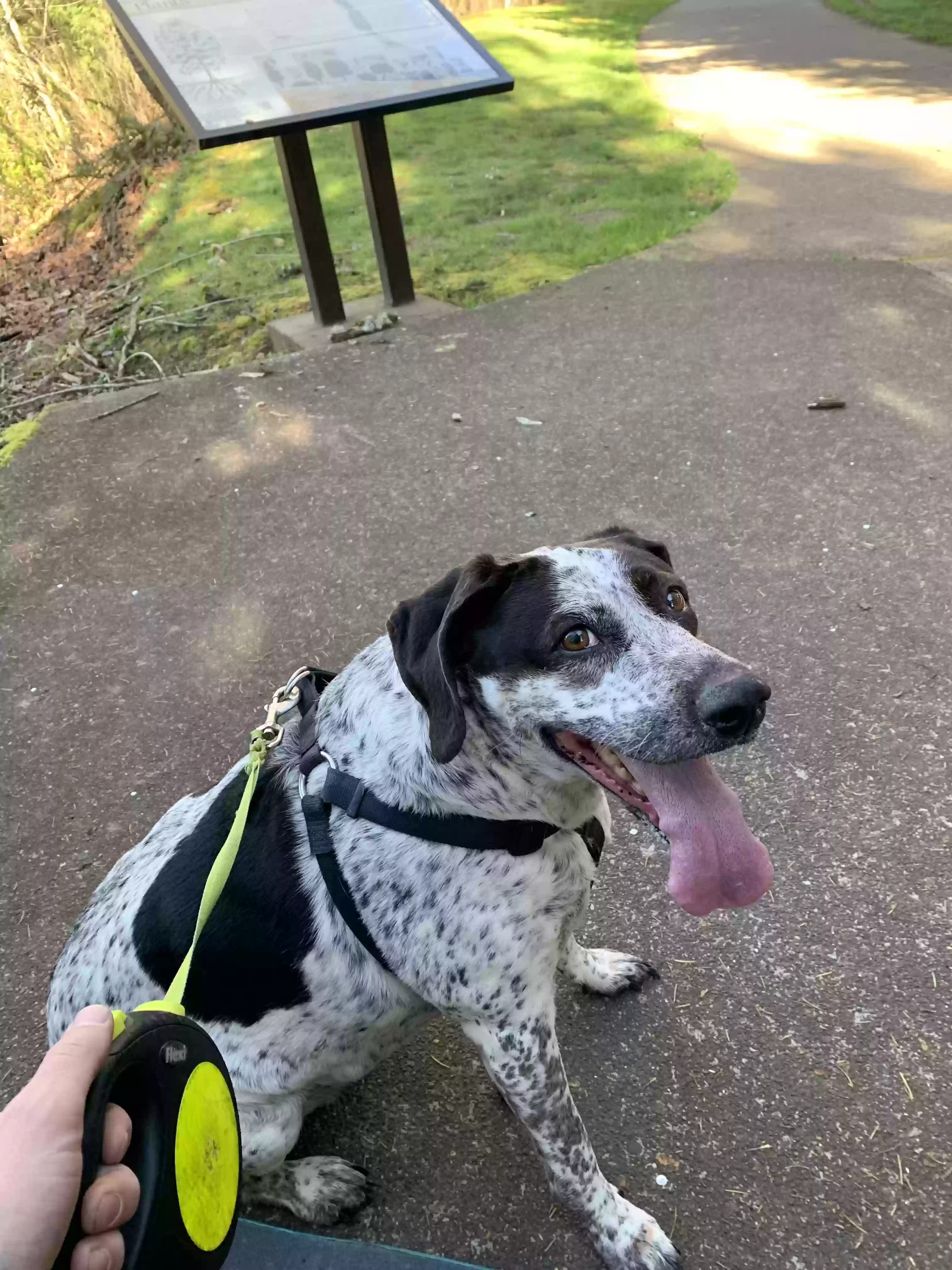 adoptable Dog in Camas,WA named Remi