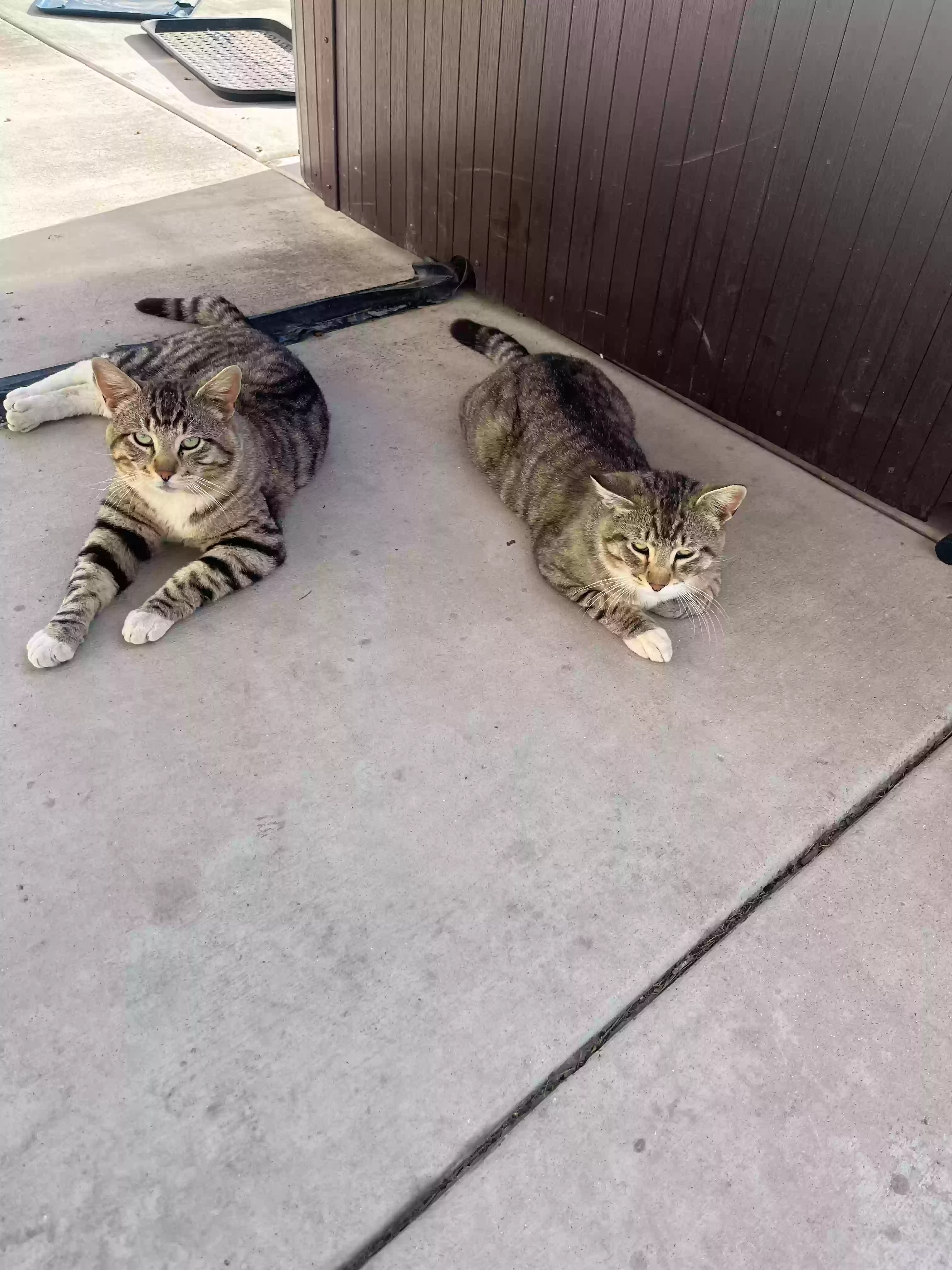 adoptable Cat in Santaquin,UT named Maverick and goose 