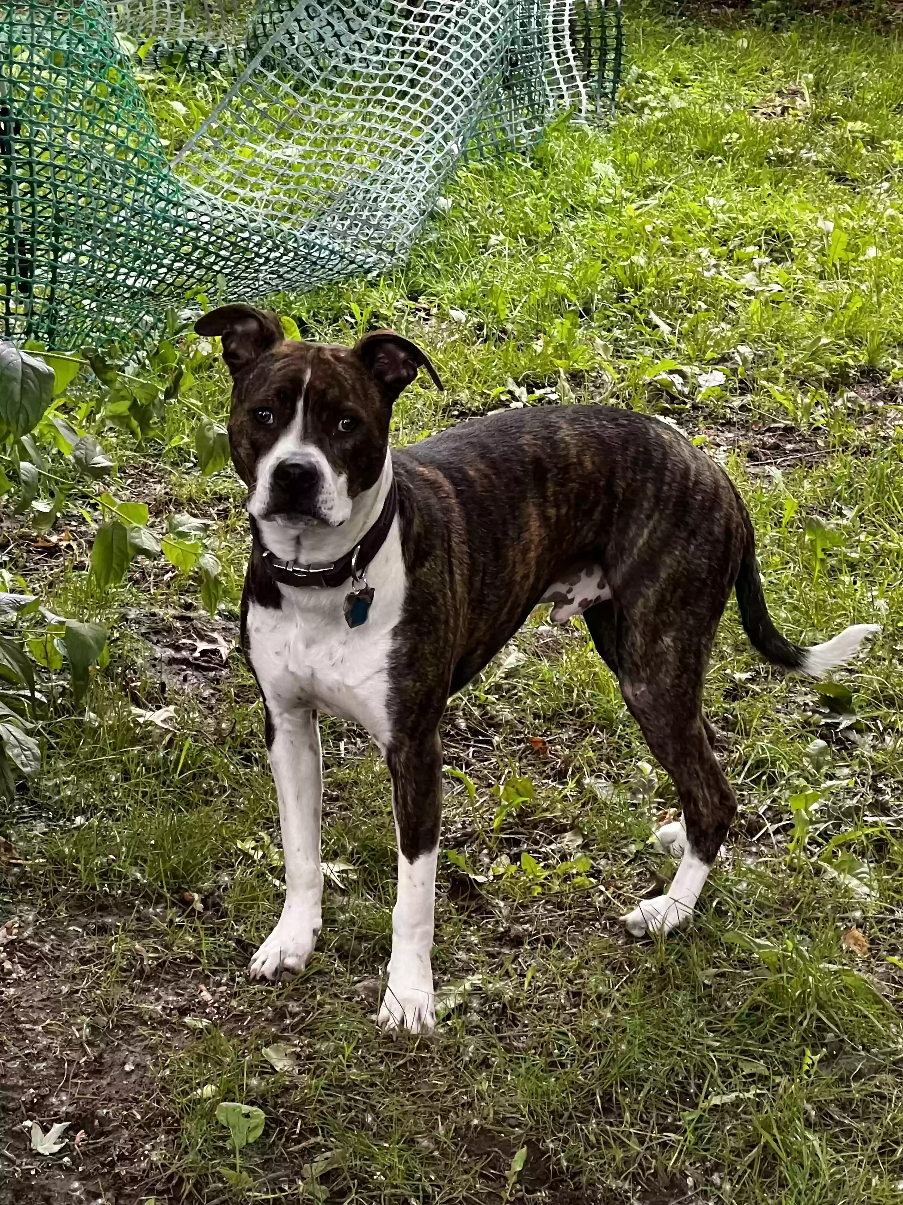 adoptable Dog in Westland,MI named Calloway