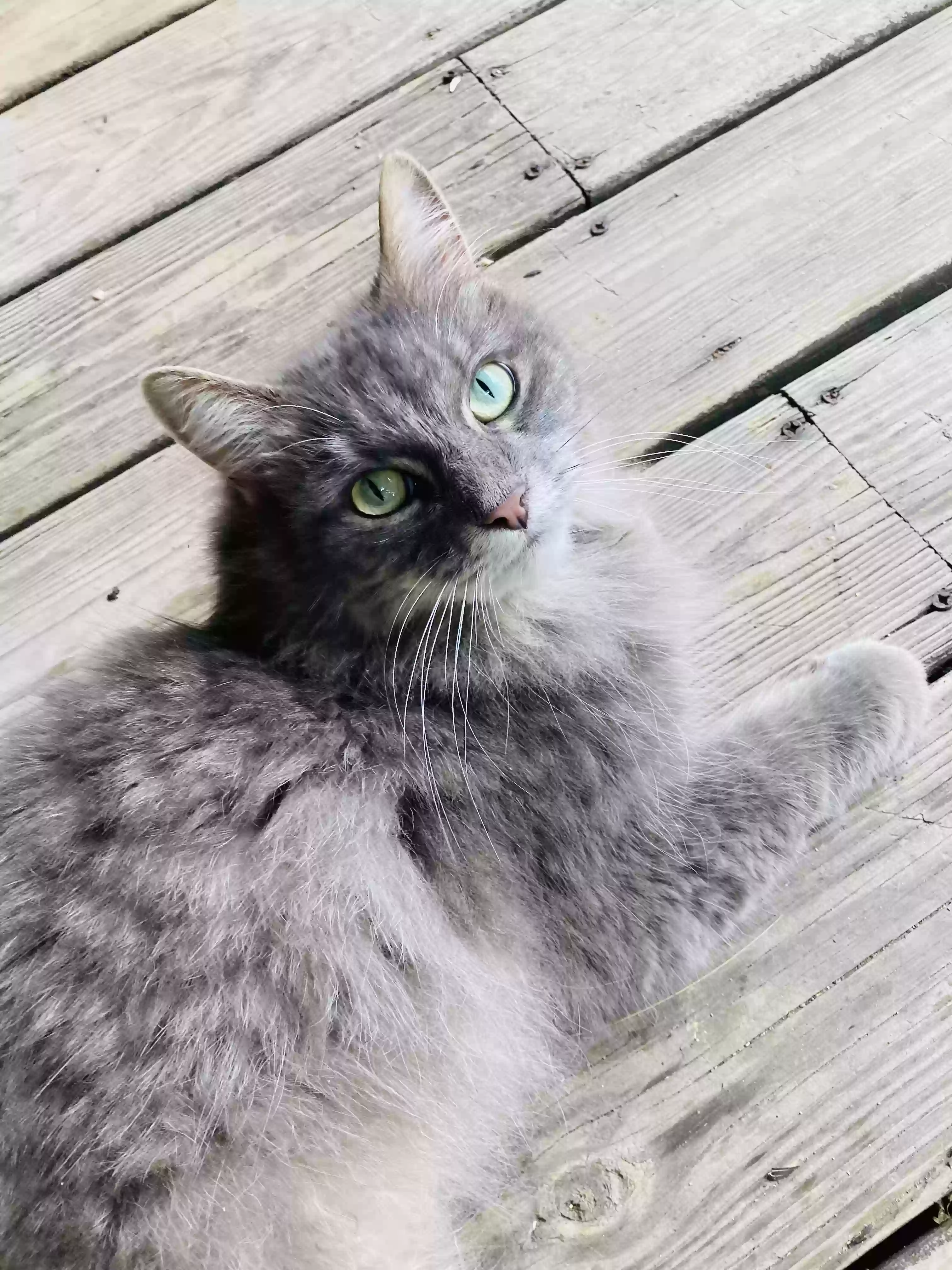 adoptable Cat in West Poland,ME named Frannie