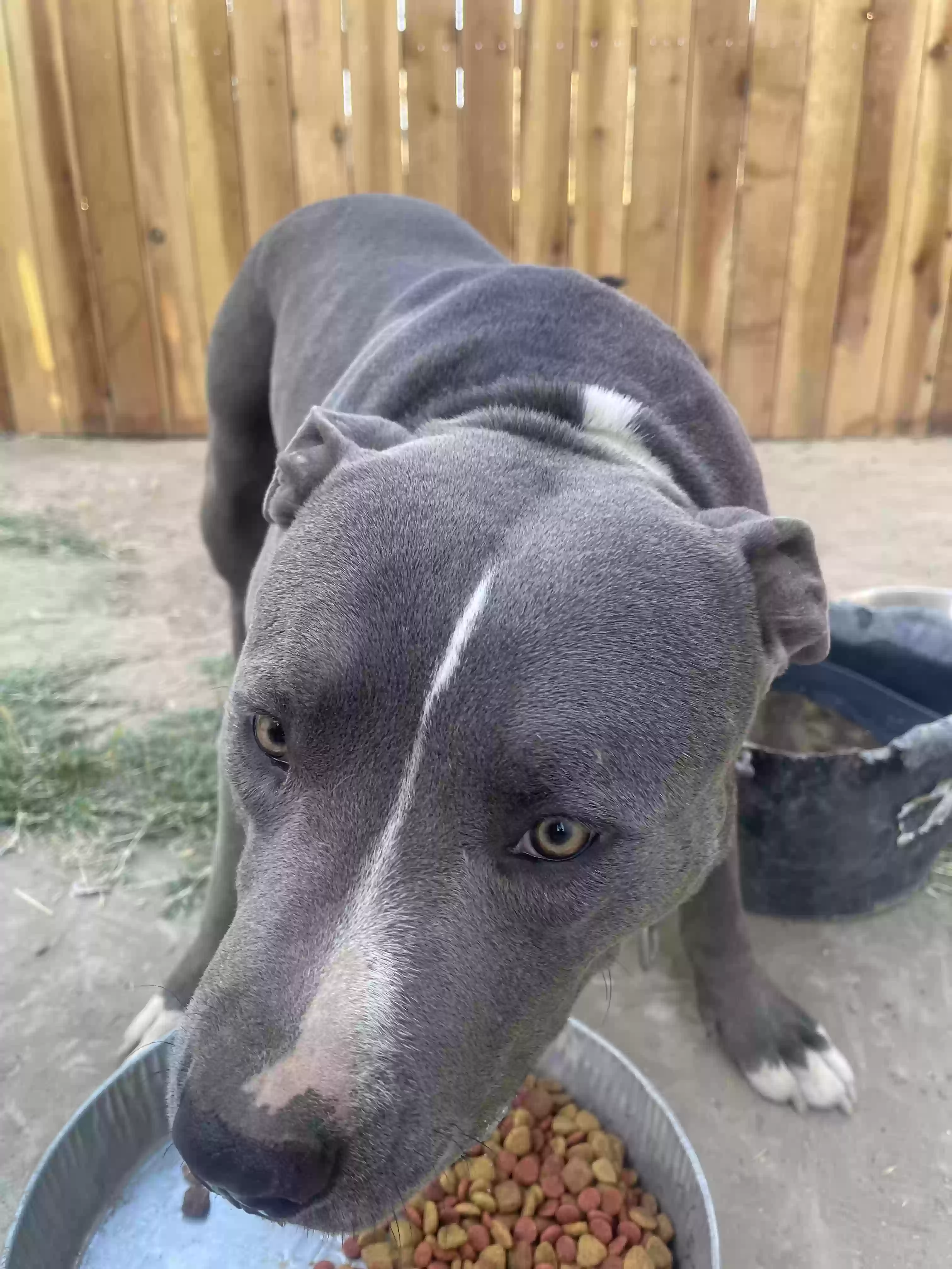 adoptable Dog in Bakersfield,CA named Buddy