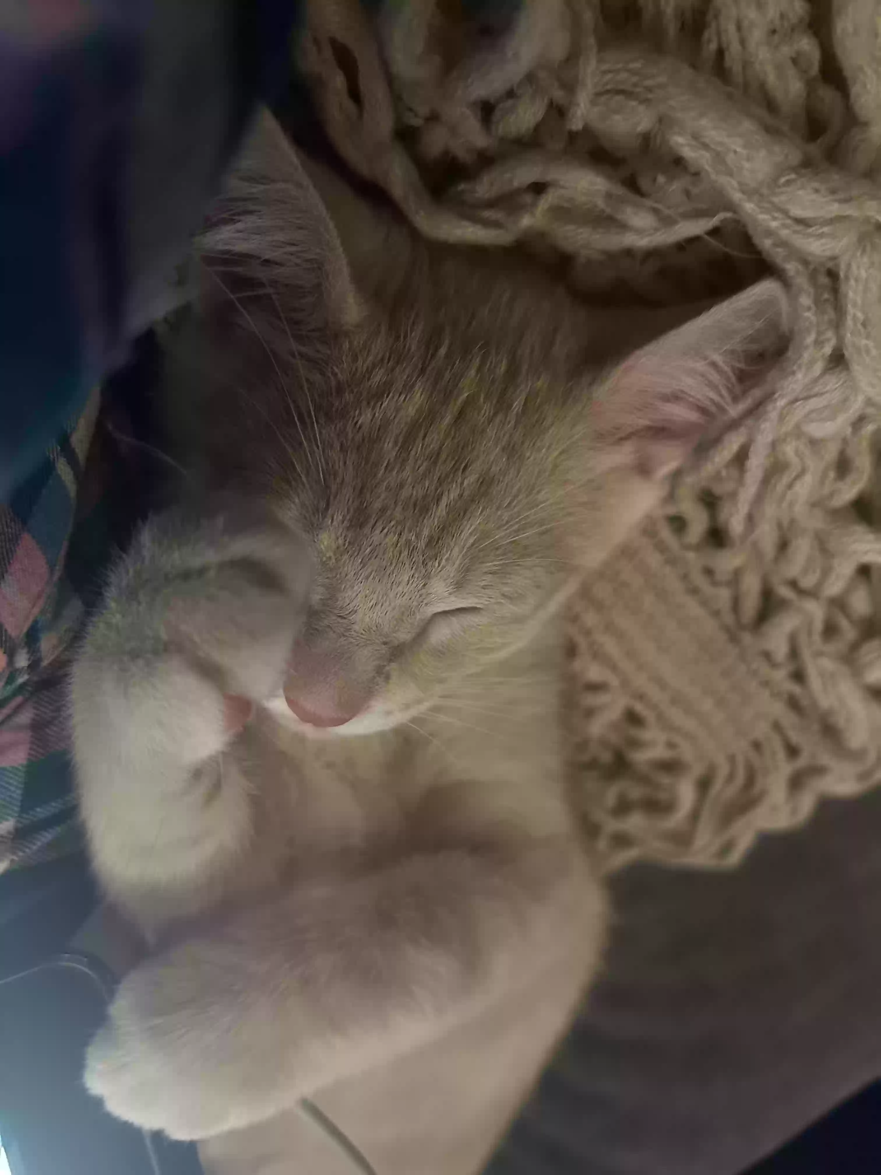 adoptable Cat in Corpus Christi,TX named Brownie