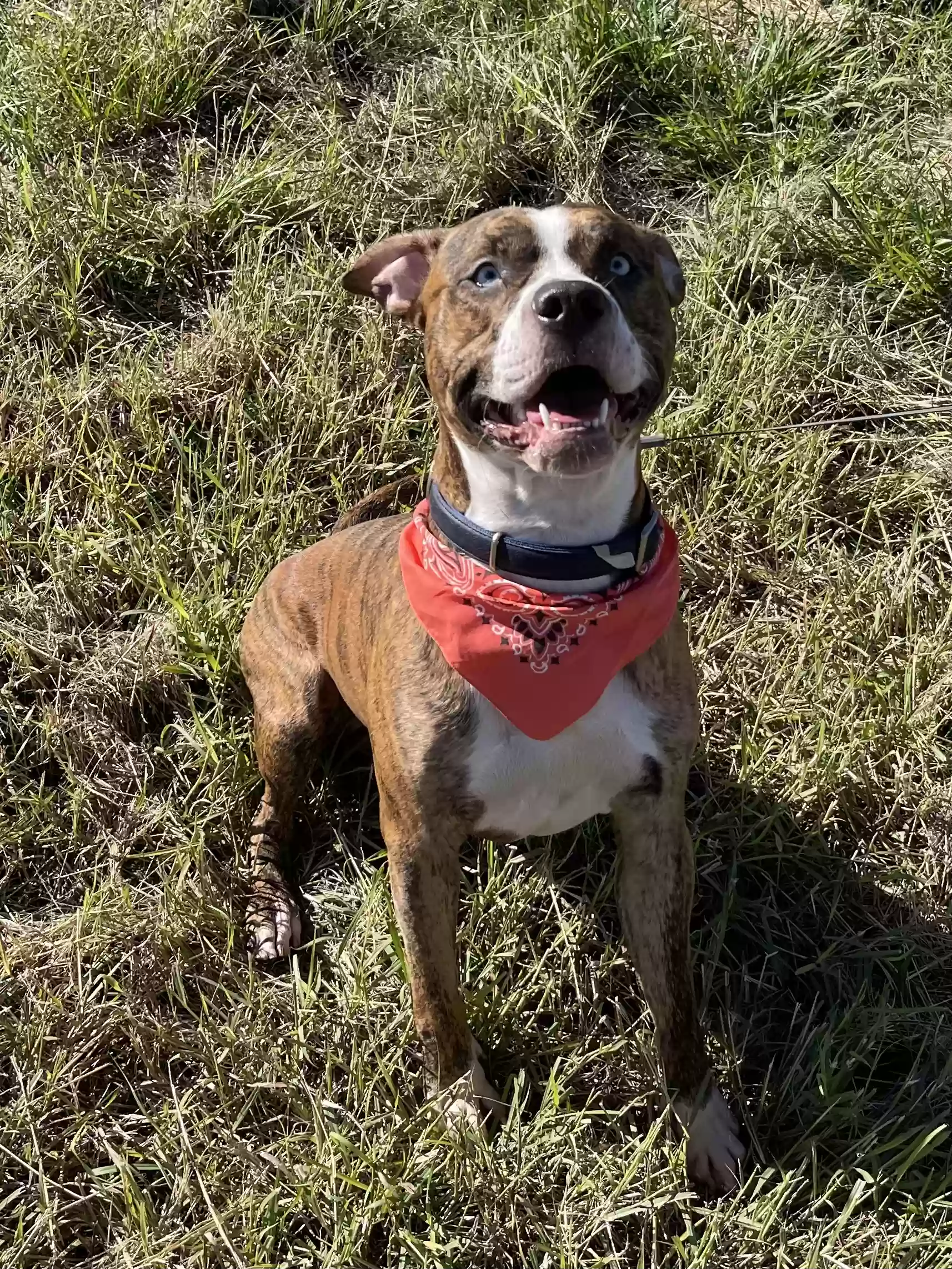 adoptable Dog in Llano,TX named Blaze