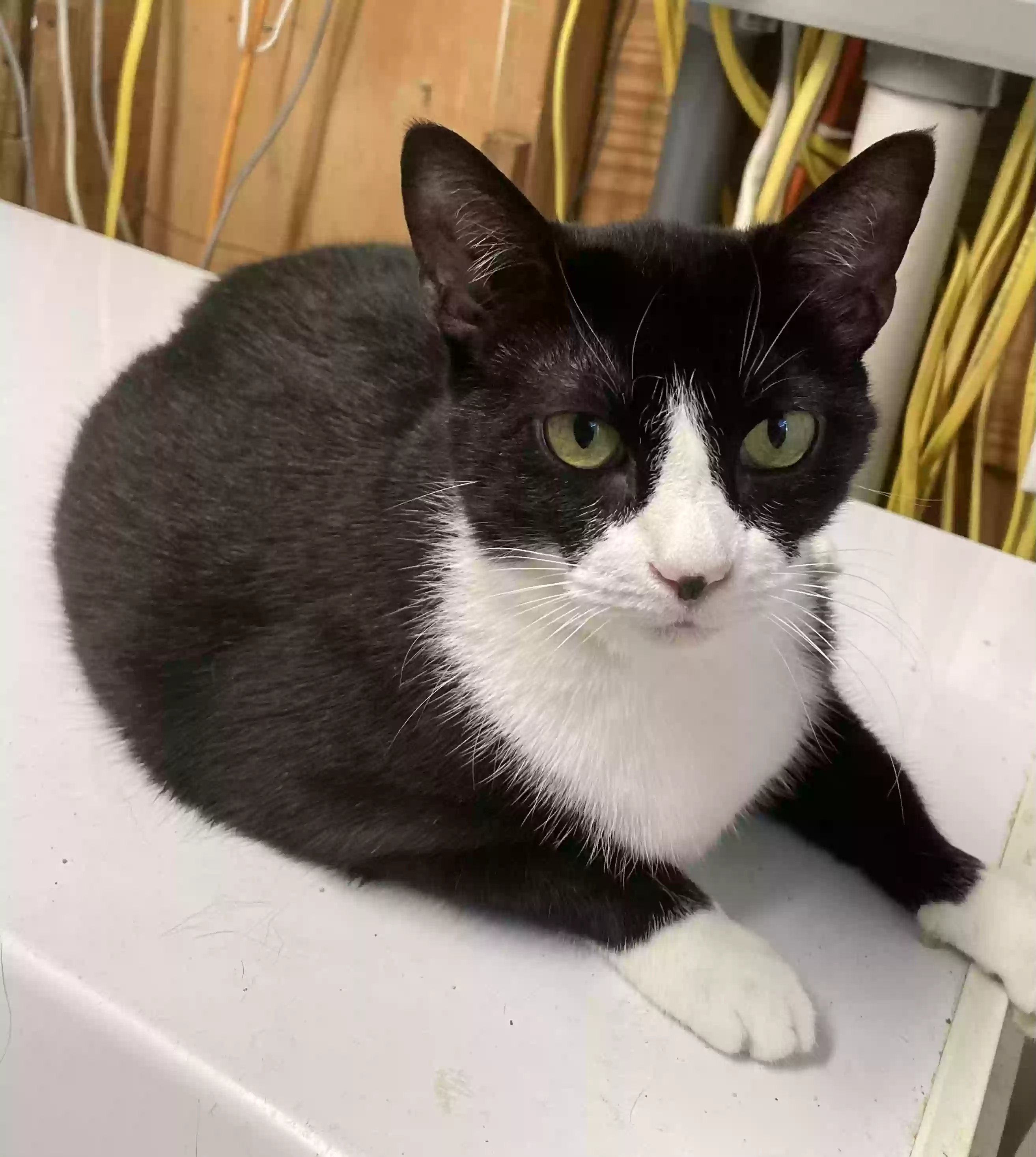 adoptable Cat in Tullahoma,TN named Mittens