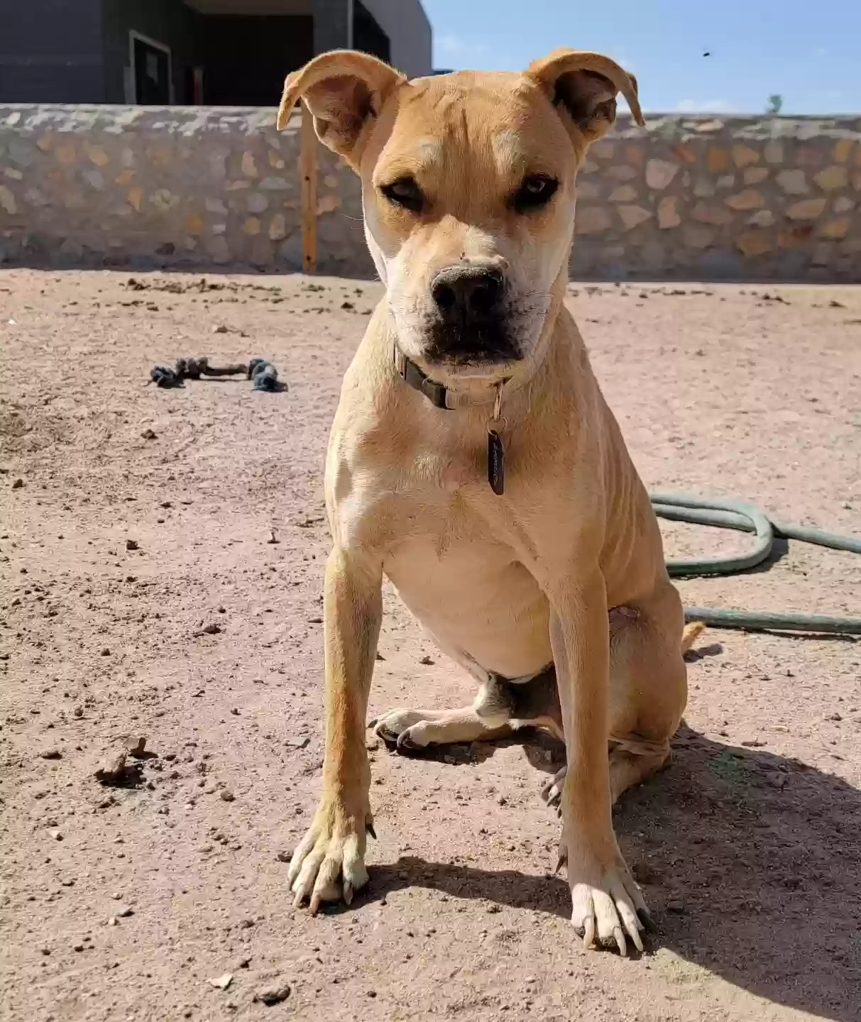 adoptable Dog in El Paso,TX named Samuel