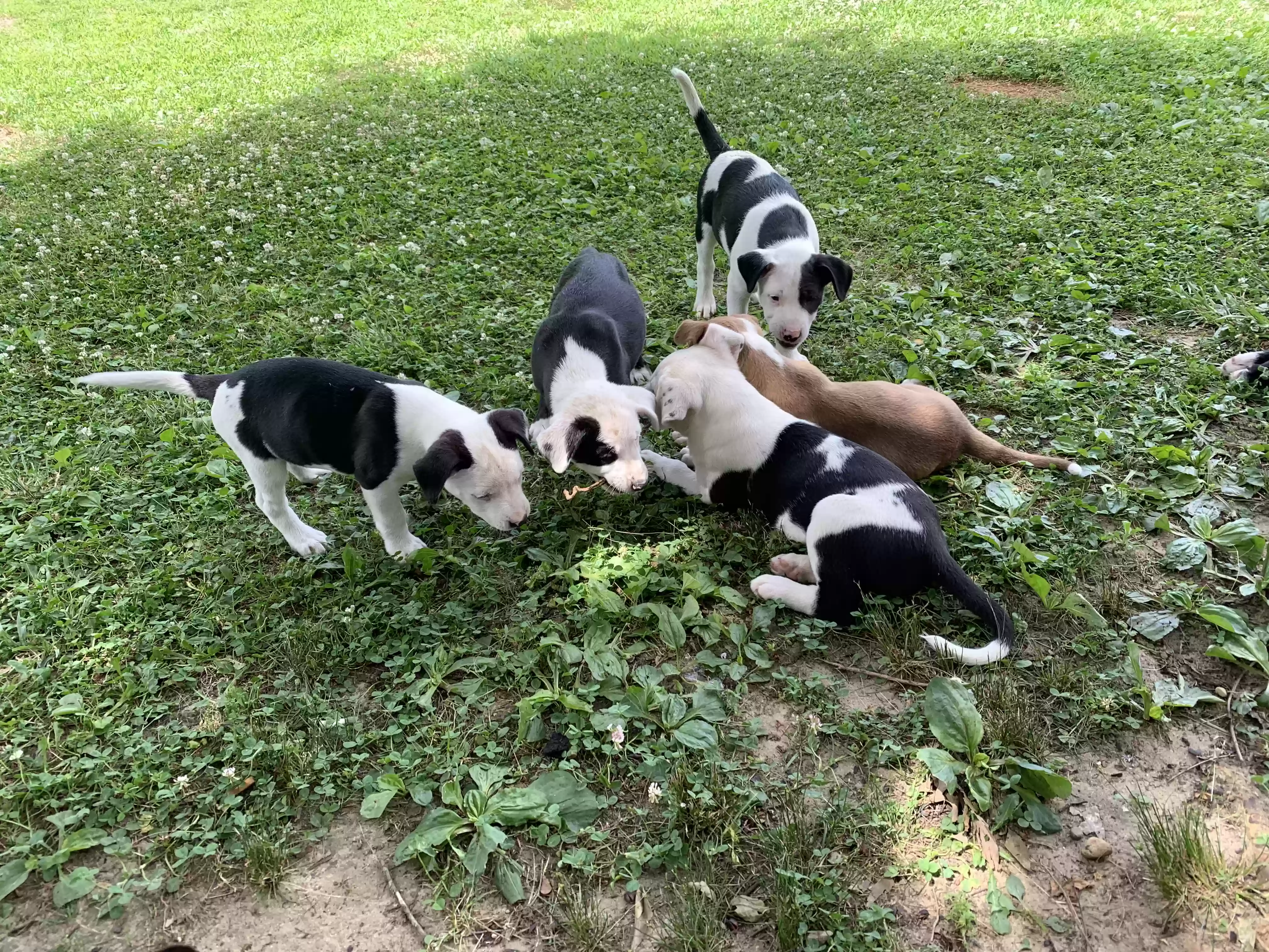 adoptable Dog in Tupelo,MS named Donna 