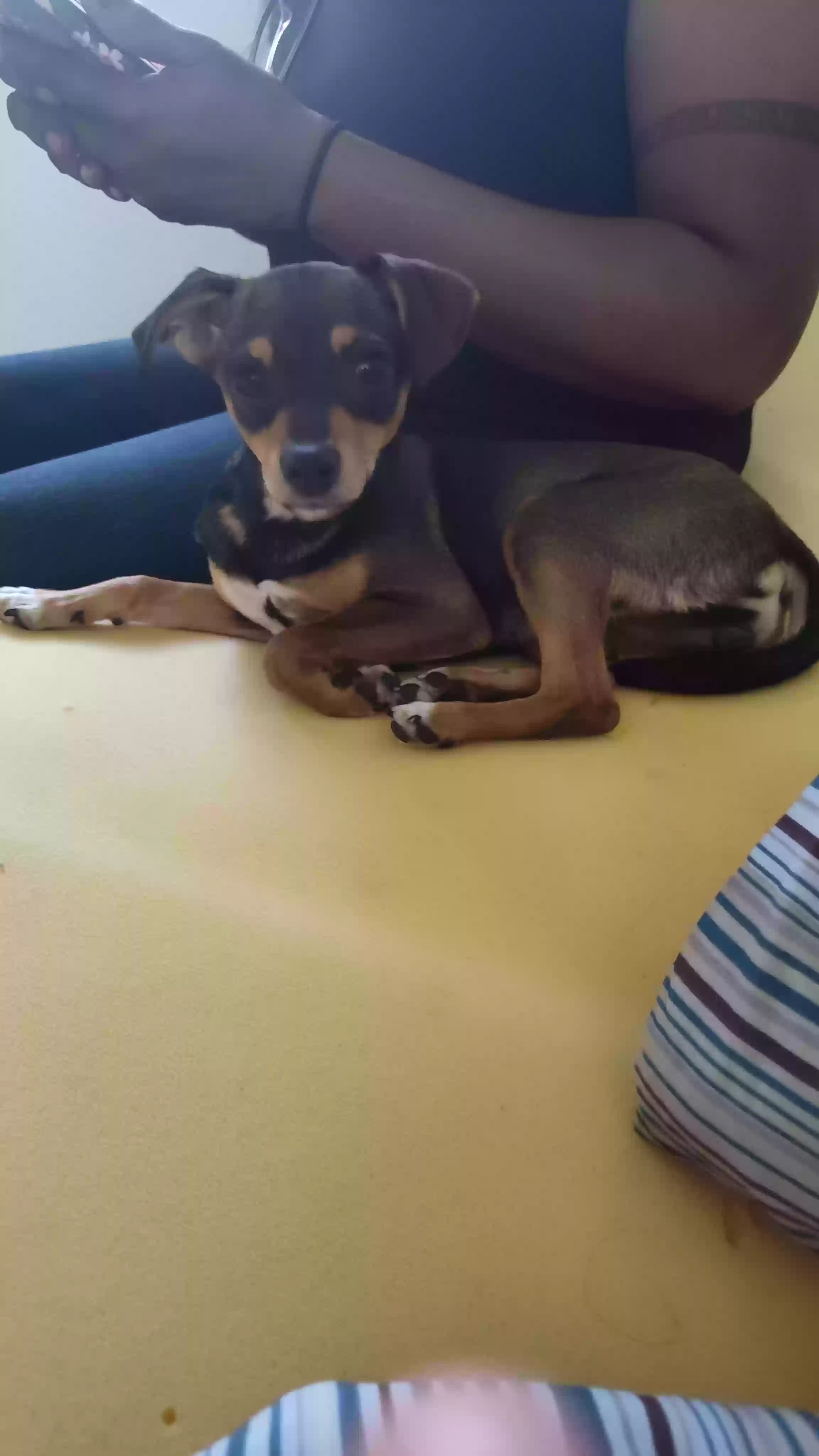 adoptable Dog in Las Vegas,NV named 