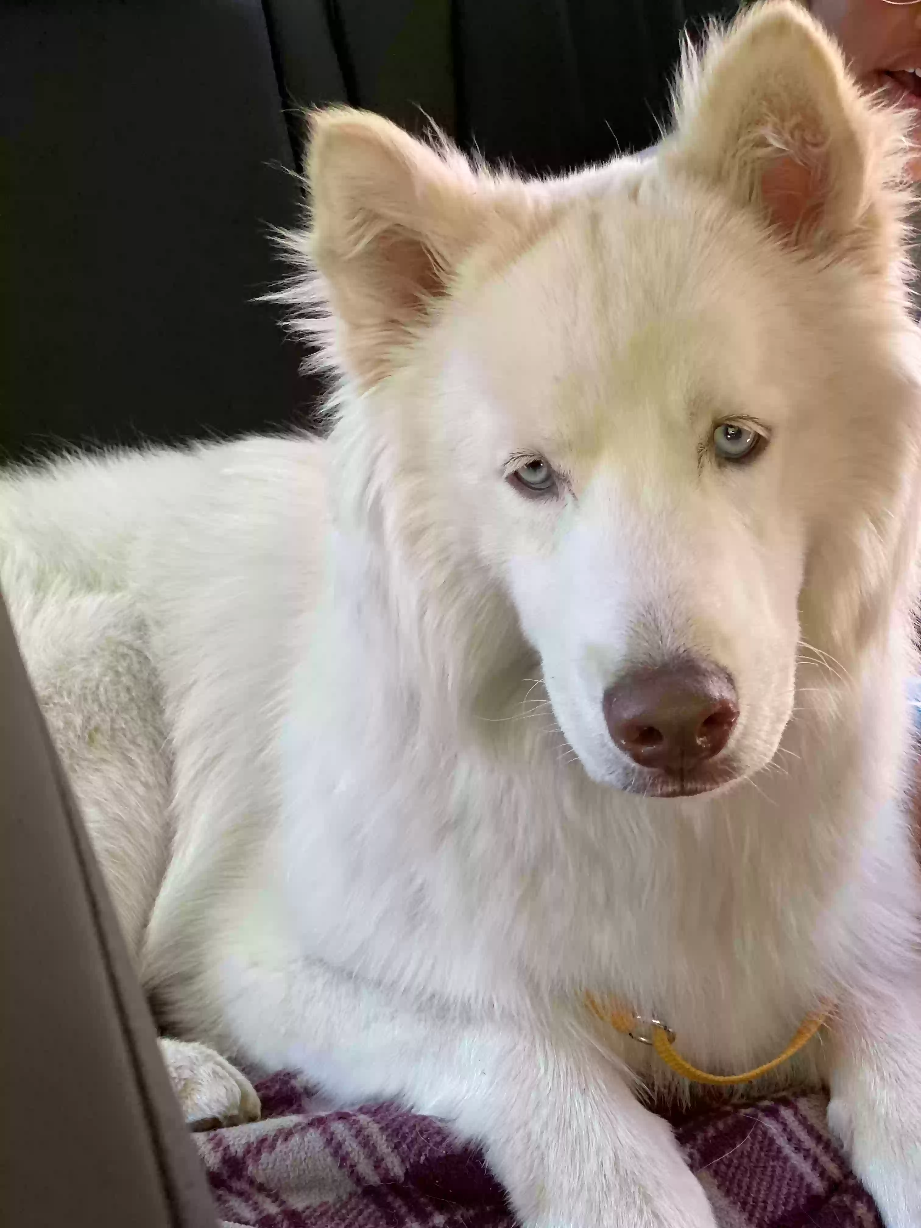 adoptable Dog in North Salt Lake,UT named Loki