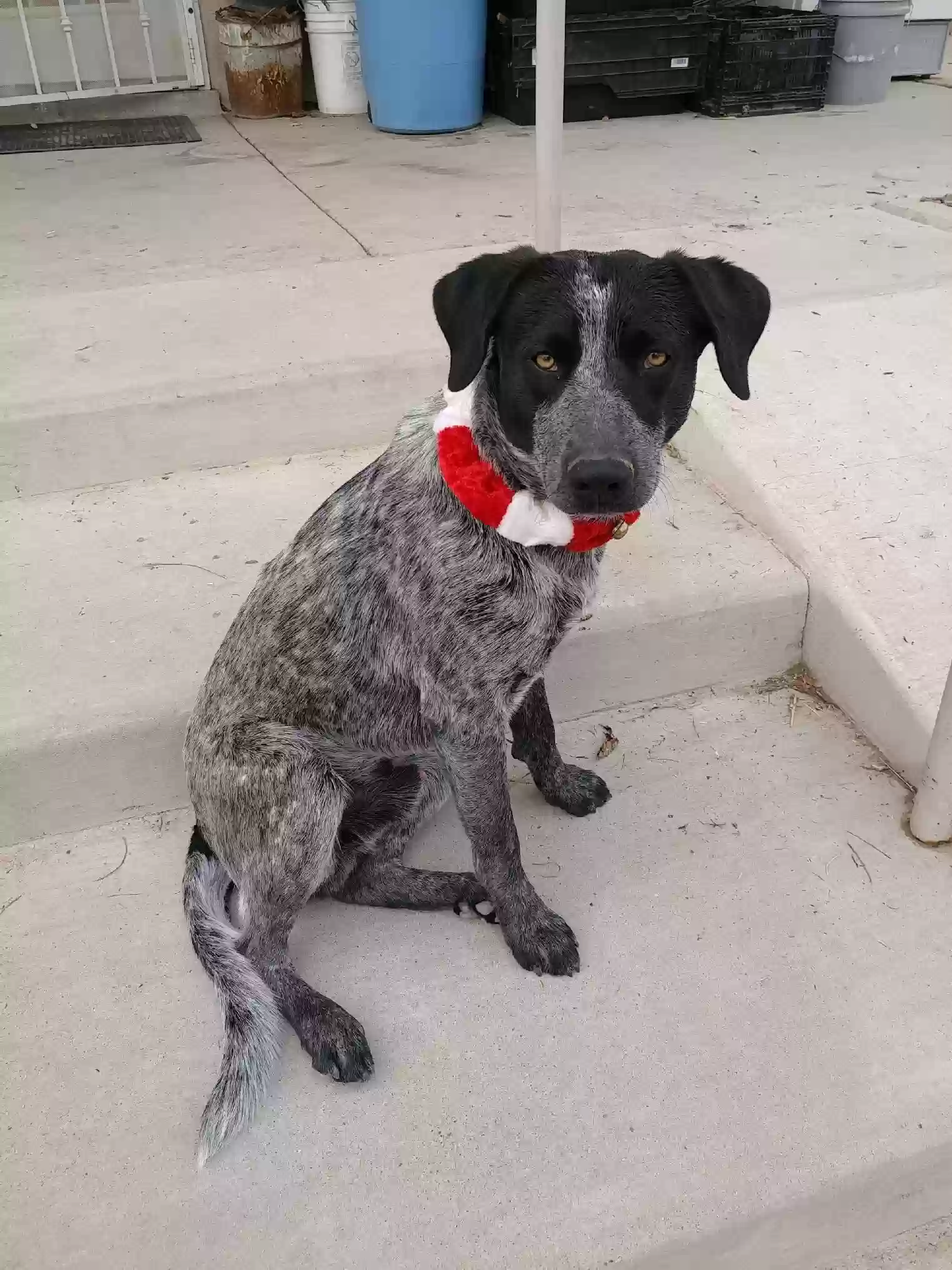 adoptable Dog in Los Lunas,NM named Blue