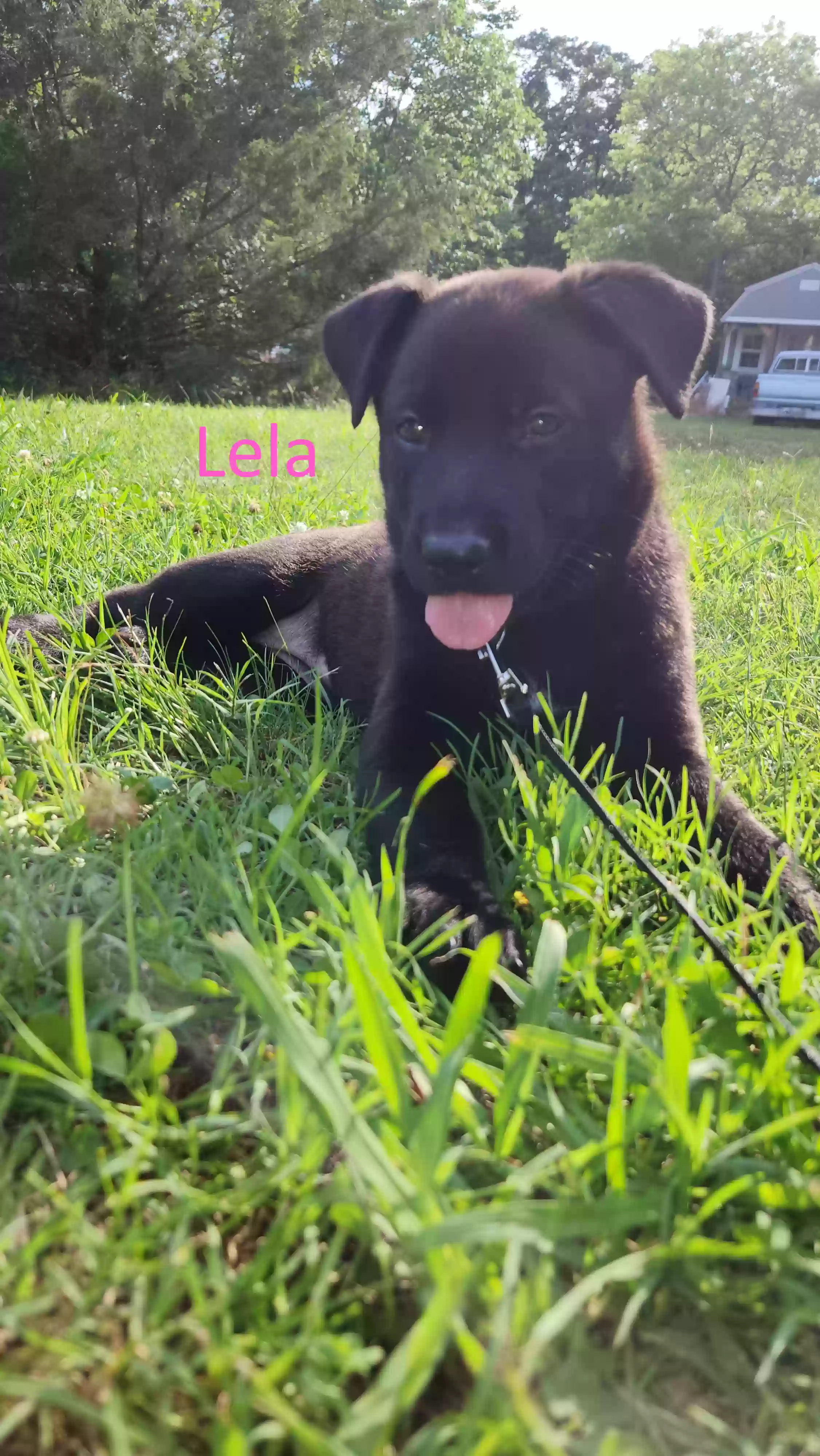 adoptable Dog in Hot Springs National Park,AR named Lela