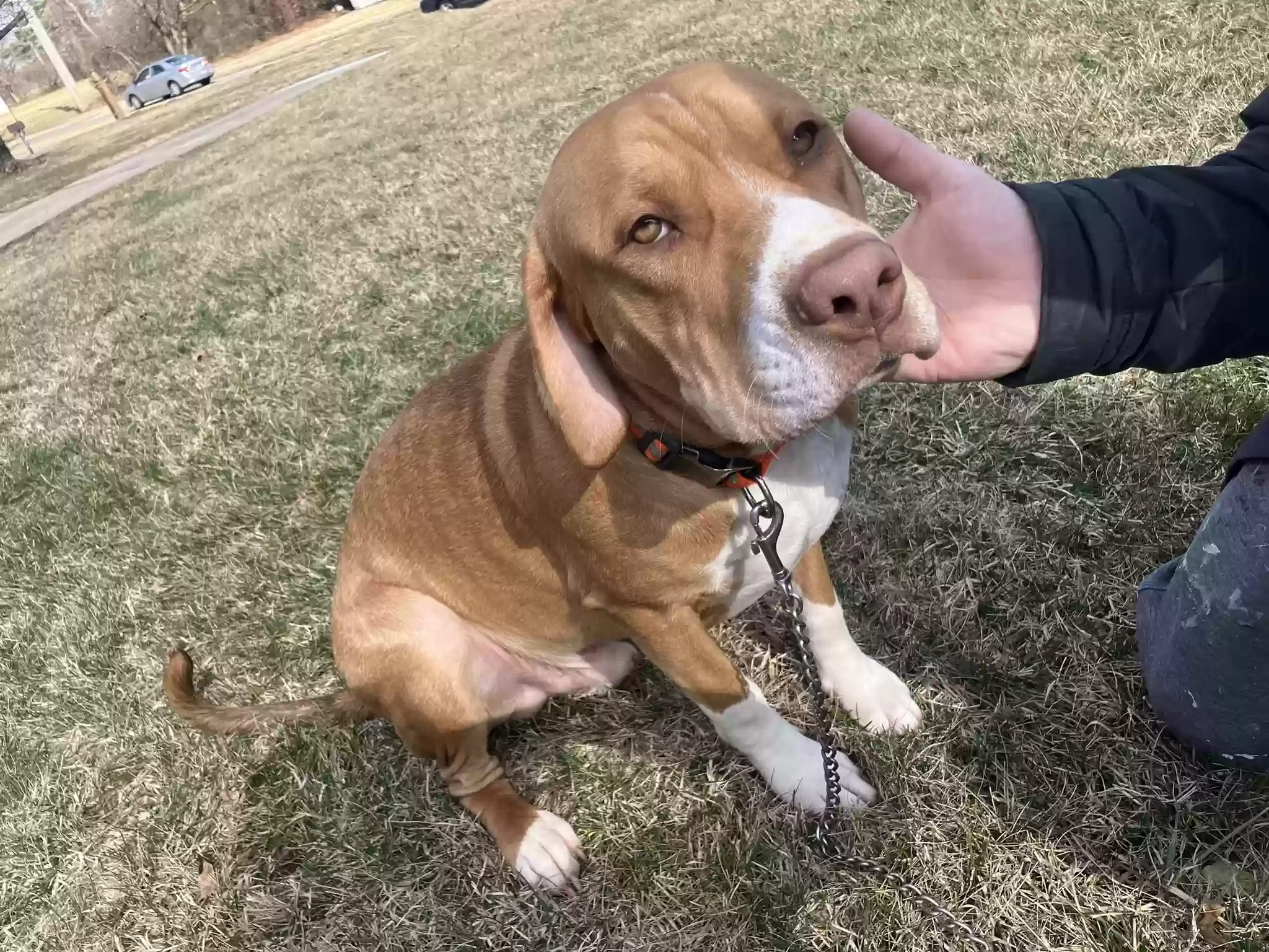 adoptable Dog in Cincinnati,OH named Dusty