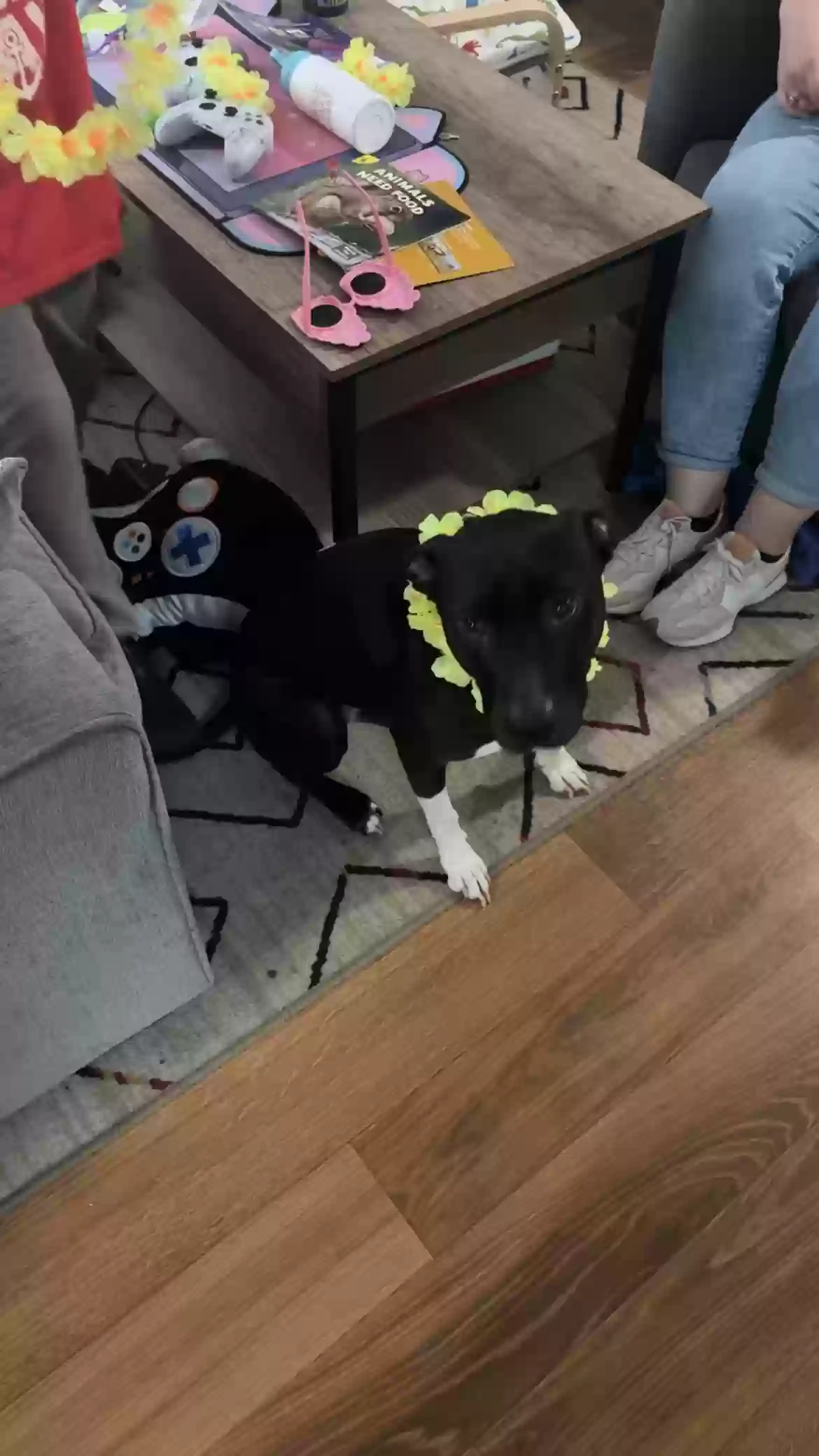 adoptable Dog in Dallas,TX named Oreo