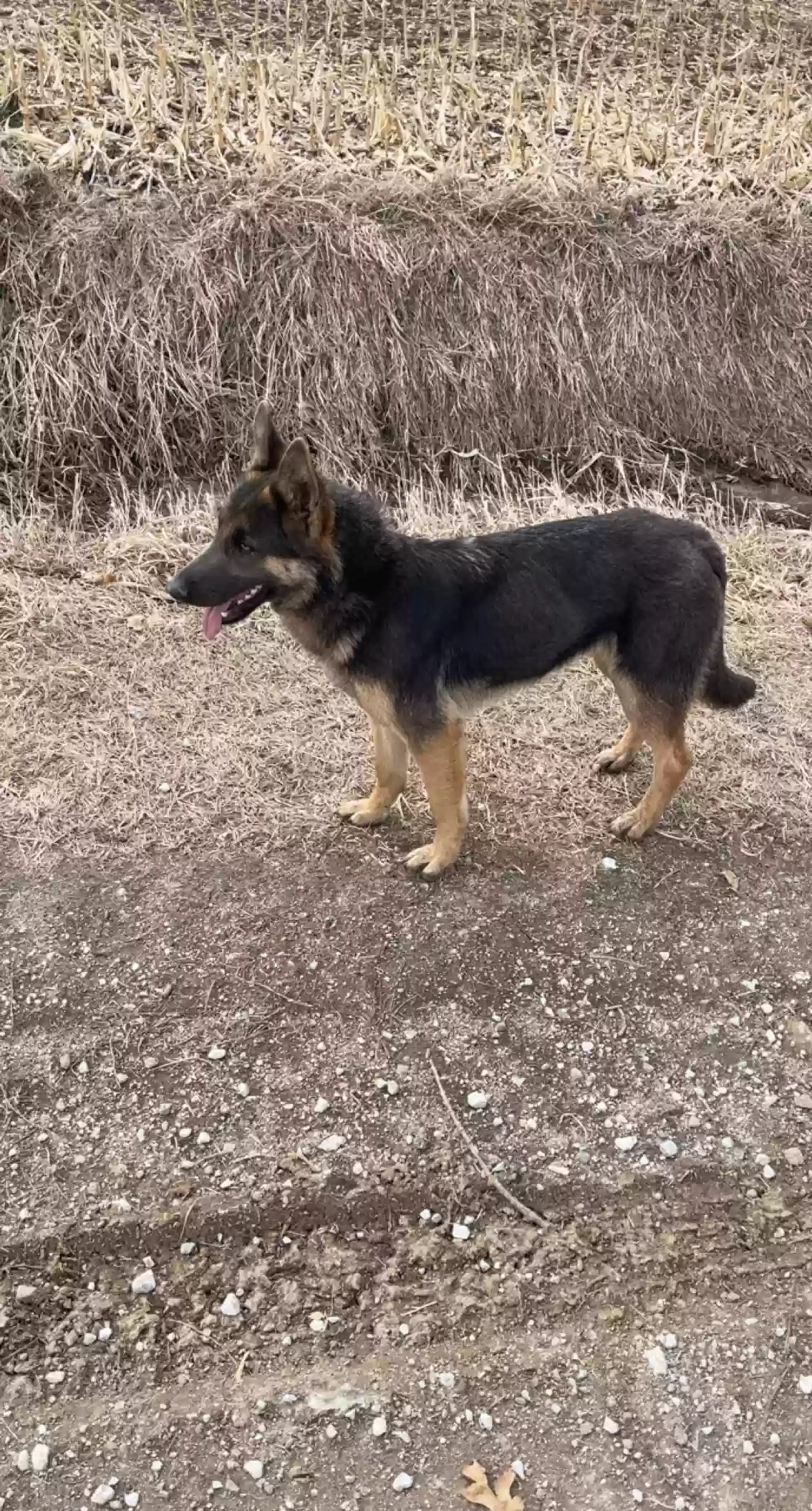 adoptable Dog in Davenport,IA named Luna