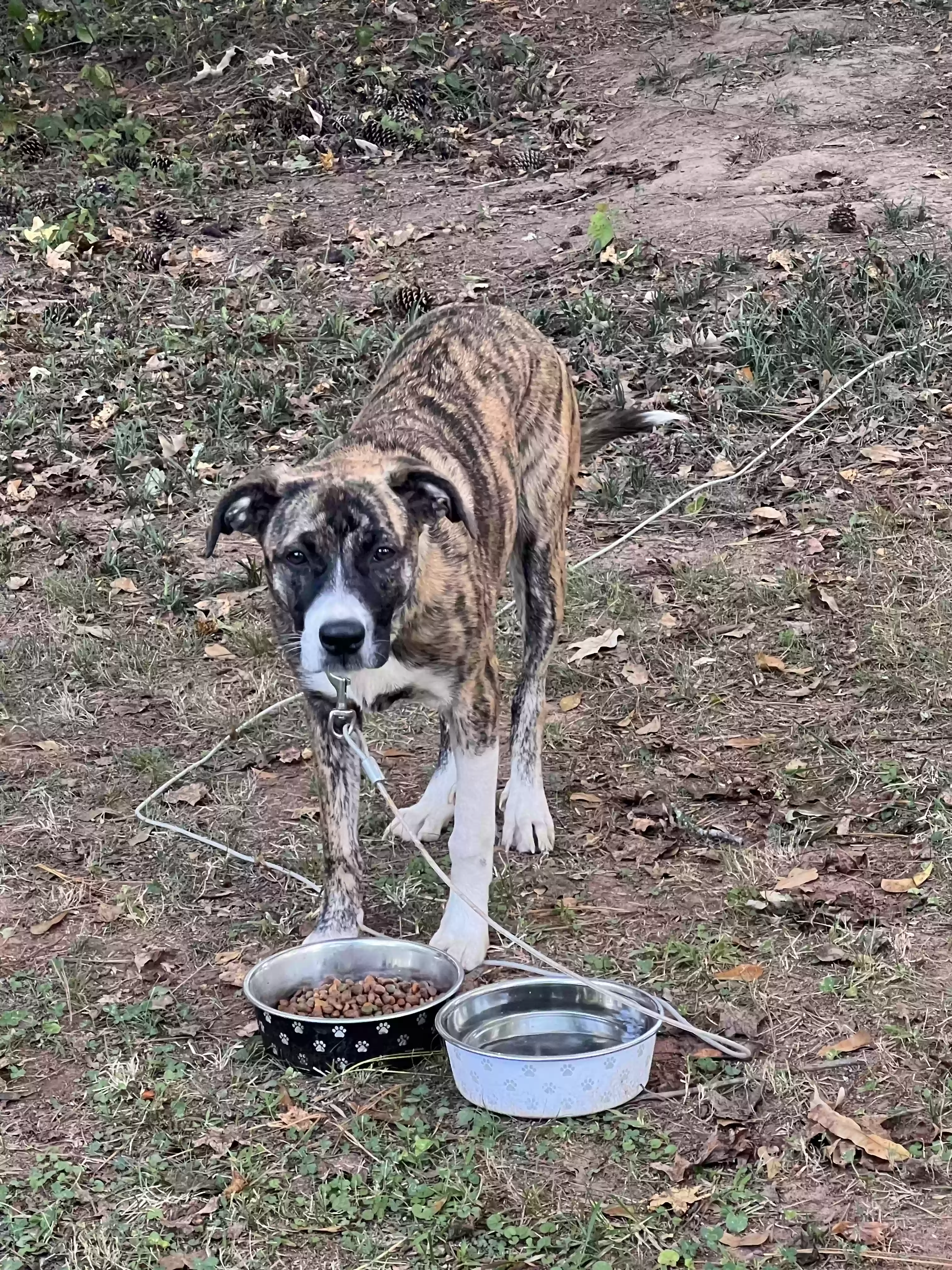adoptable Dog in Decatur,GA named Luna