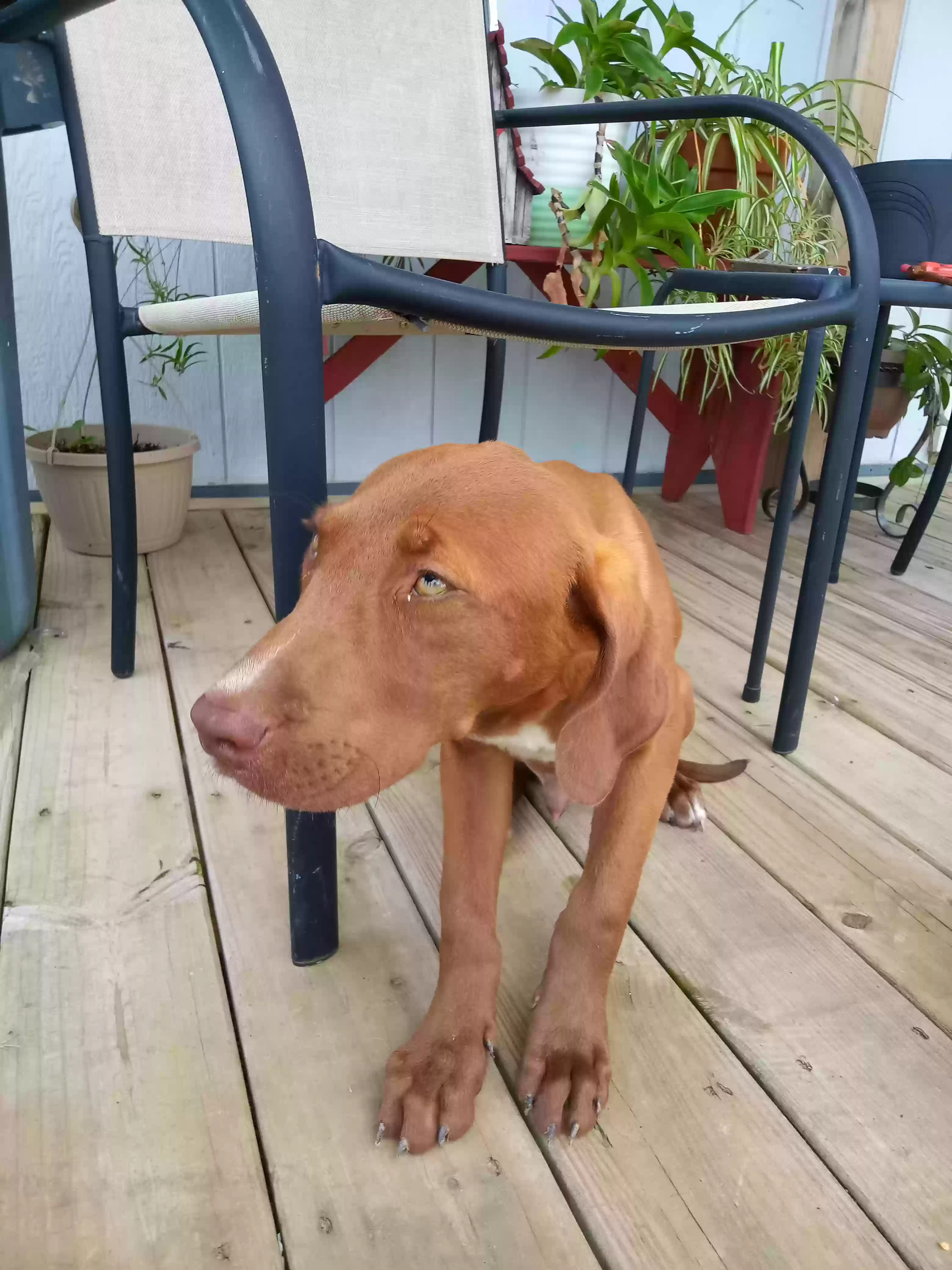 adoptable Dog in Morris,OK named Red Bone