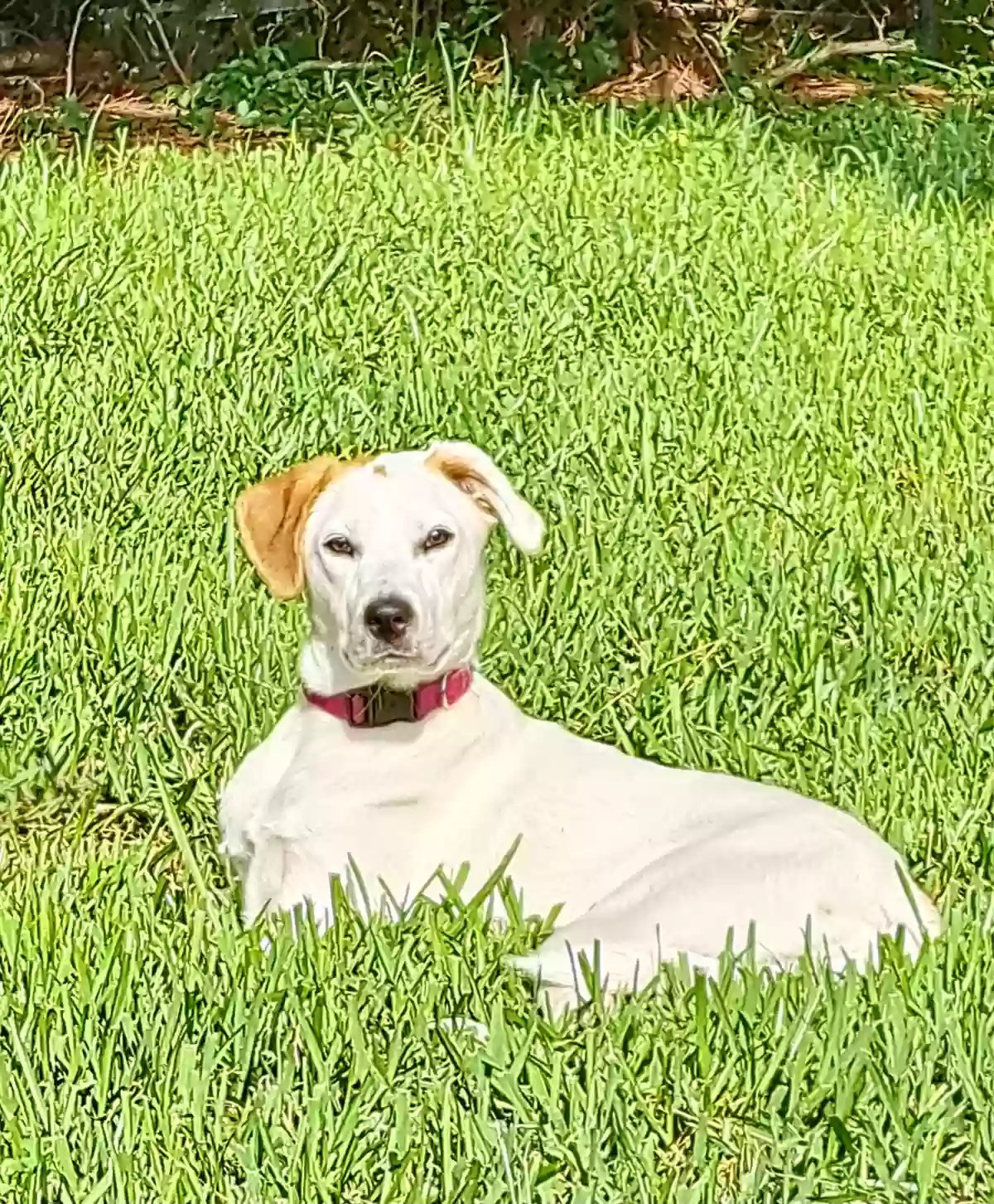 adoptable Dog in Charleston,SC named 