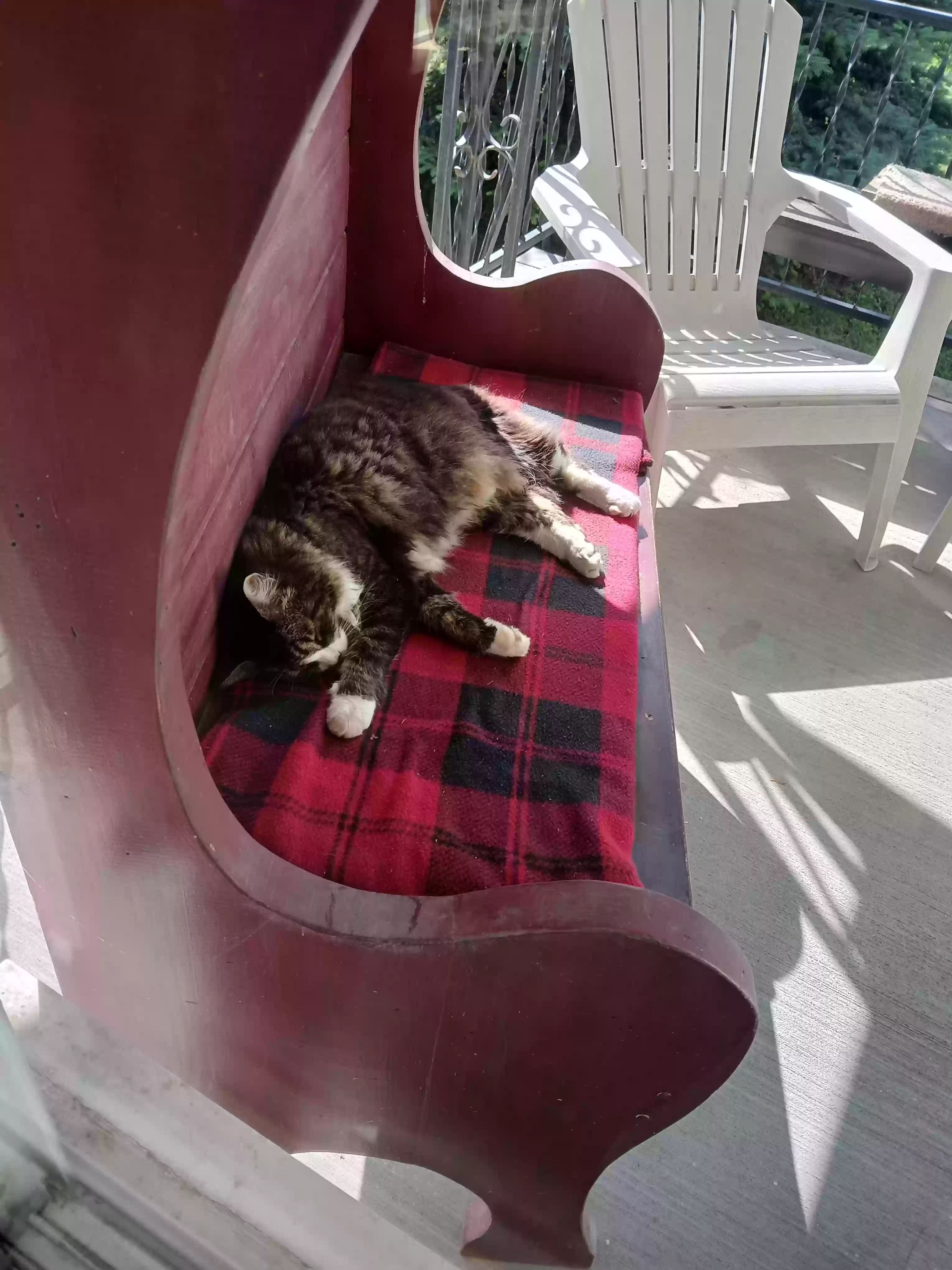 adoptable Cat in Plains,MT named Buddy