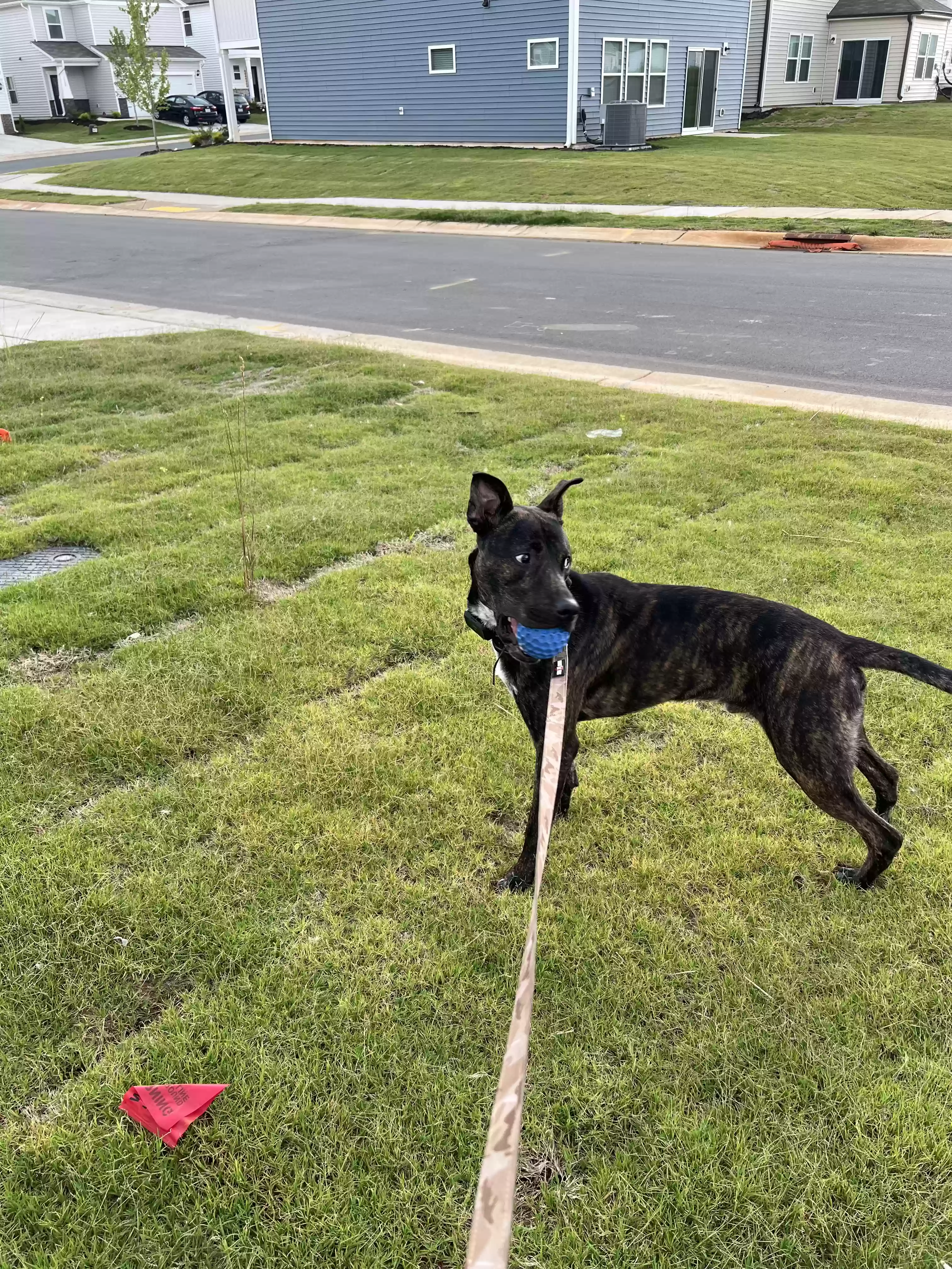 adoptable Dog in Haw River,NC named Coco