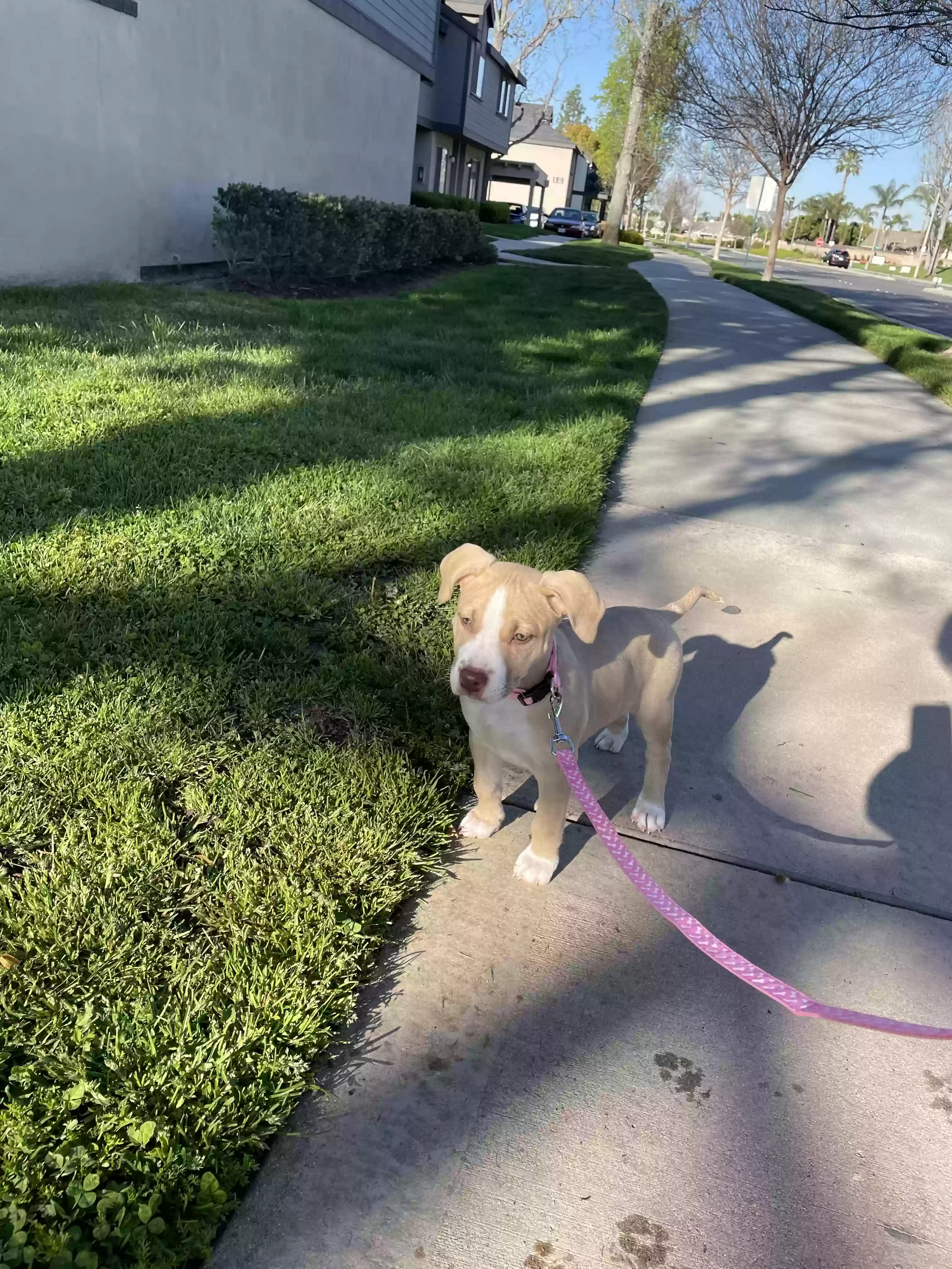 adoptable Dog in Rancho Cucamonga,CA named Nala