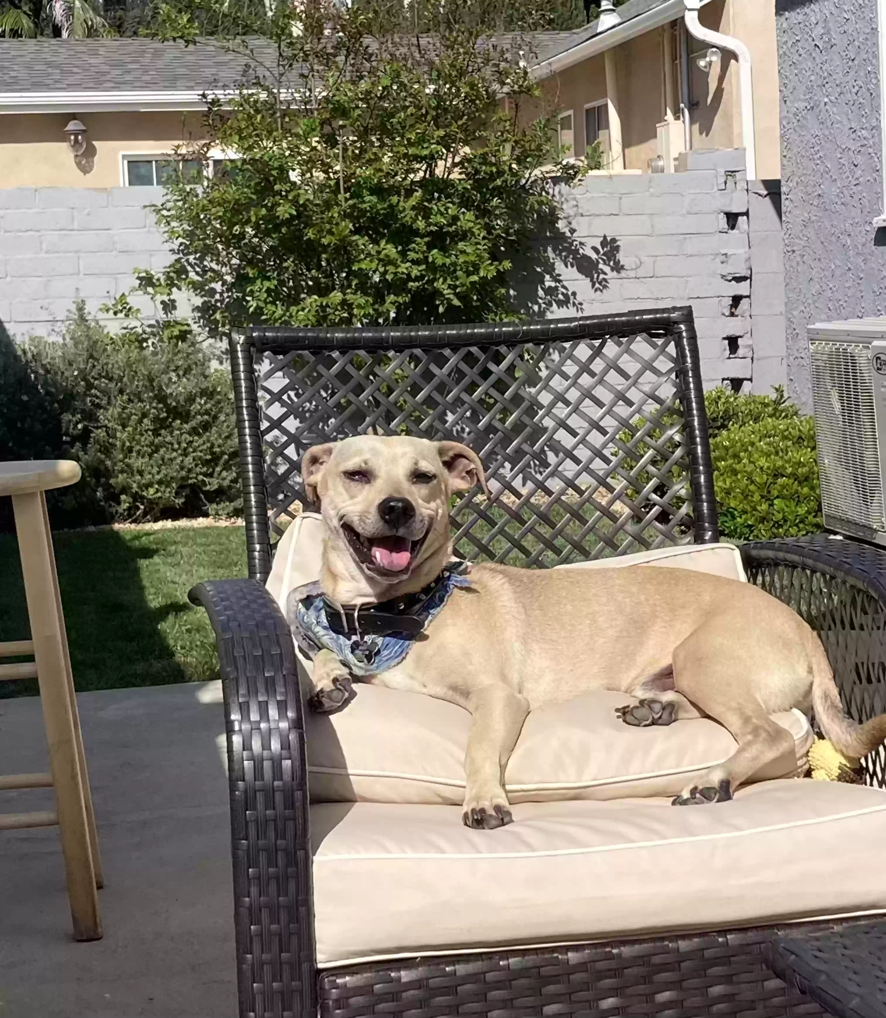 adoptable Dog in West Hollywood,CA named Buddy