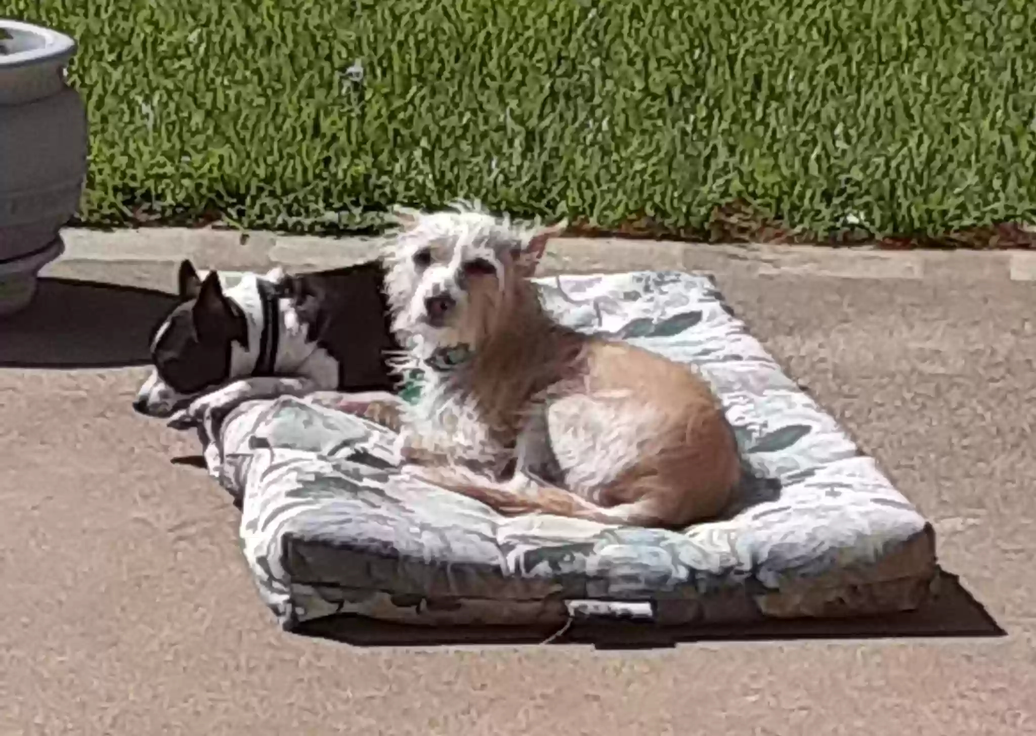 adoptable Dog in Grand Prairie,TX named Zip and Baby Girl