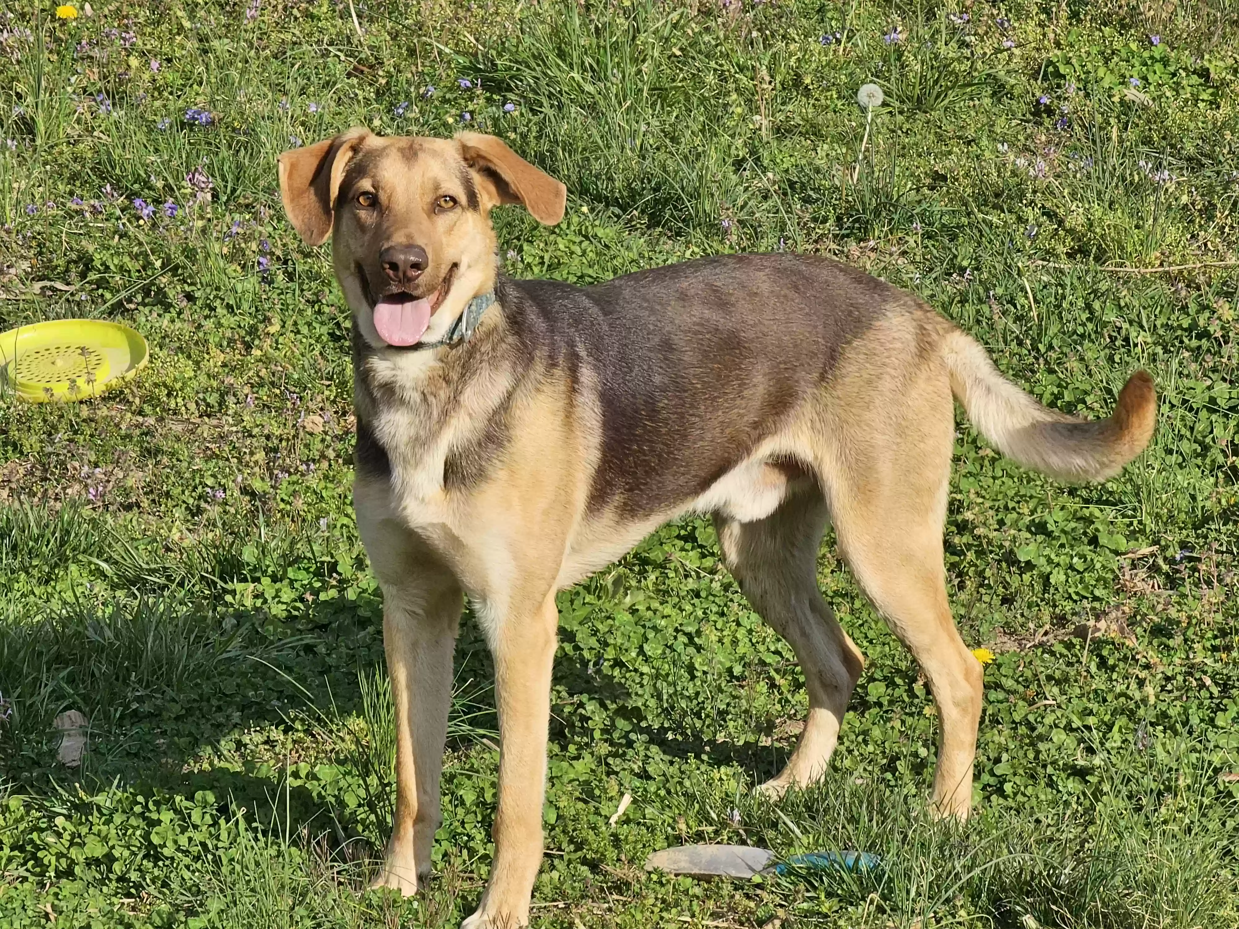 adoptable Dog in Clarksville,TN named Theodore Henry