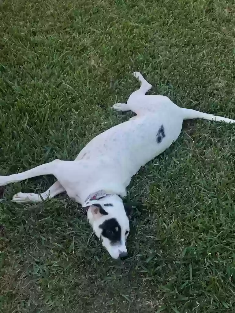 adoptable Dog in Grapevine,TX named Ringo