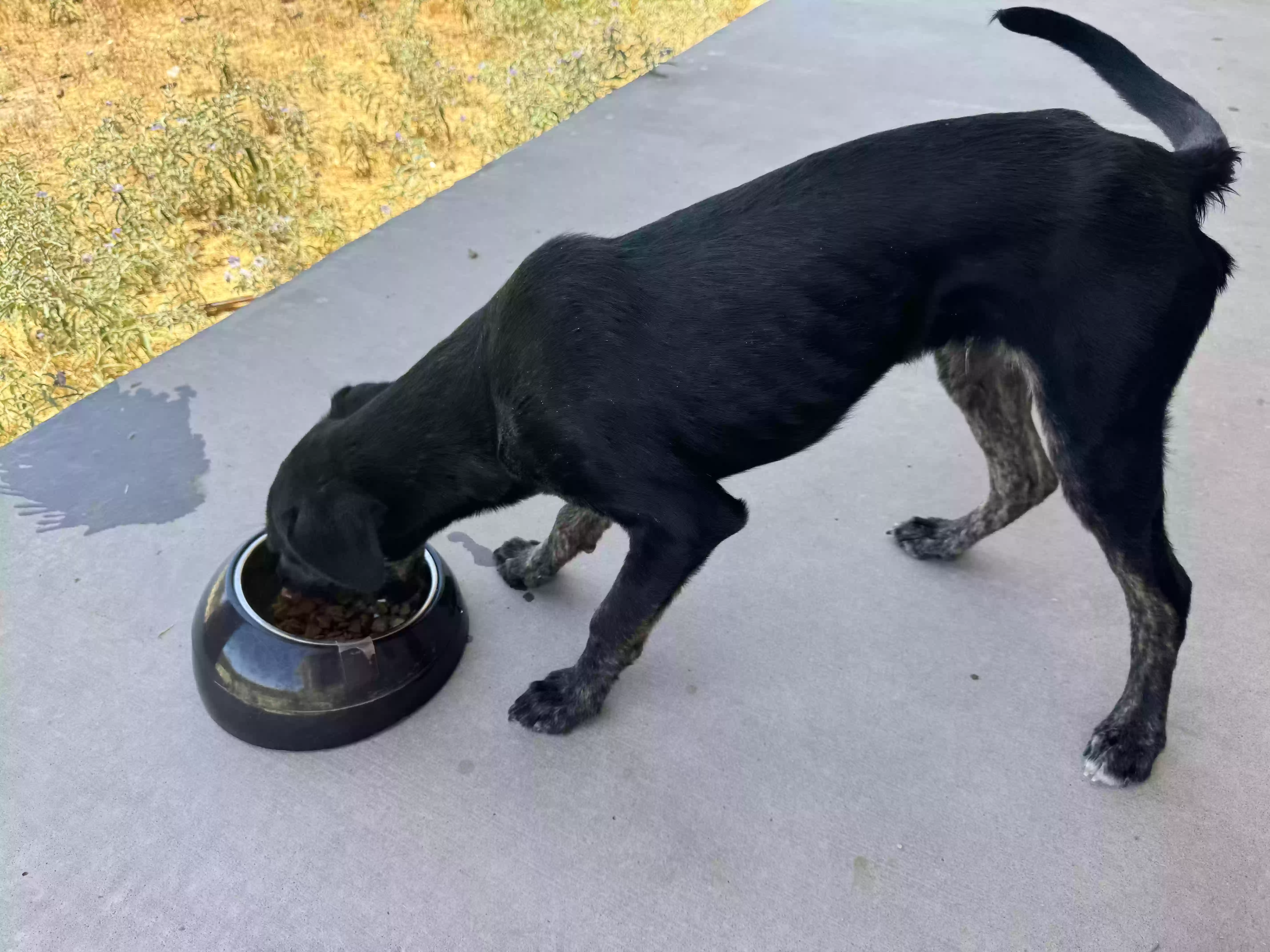 adoptable Dog in El Paso,TX named Snoopy