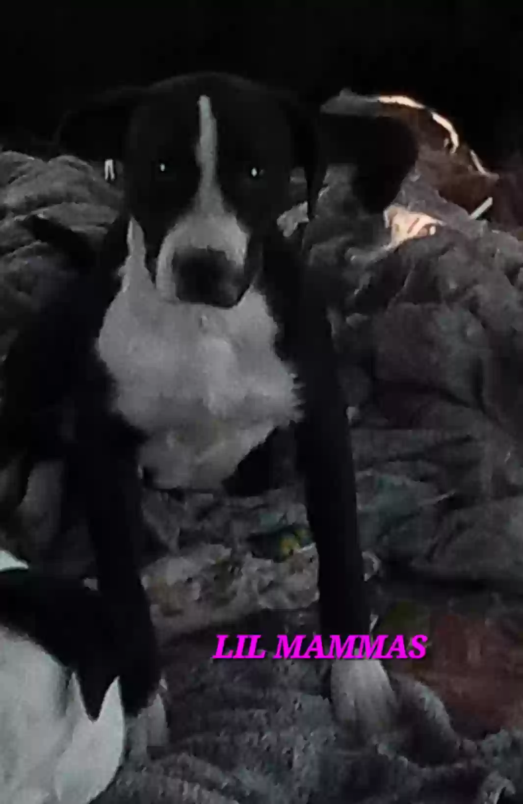 adoptable Dog in Filer,ID named Lil Mammas