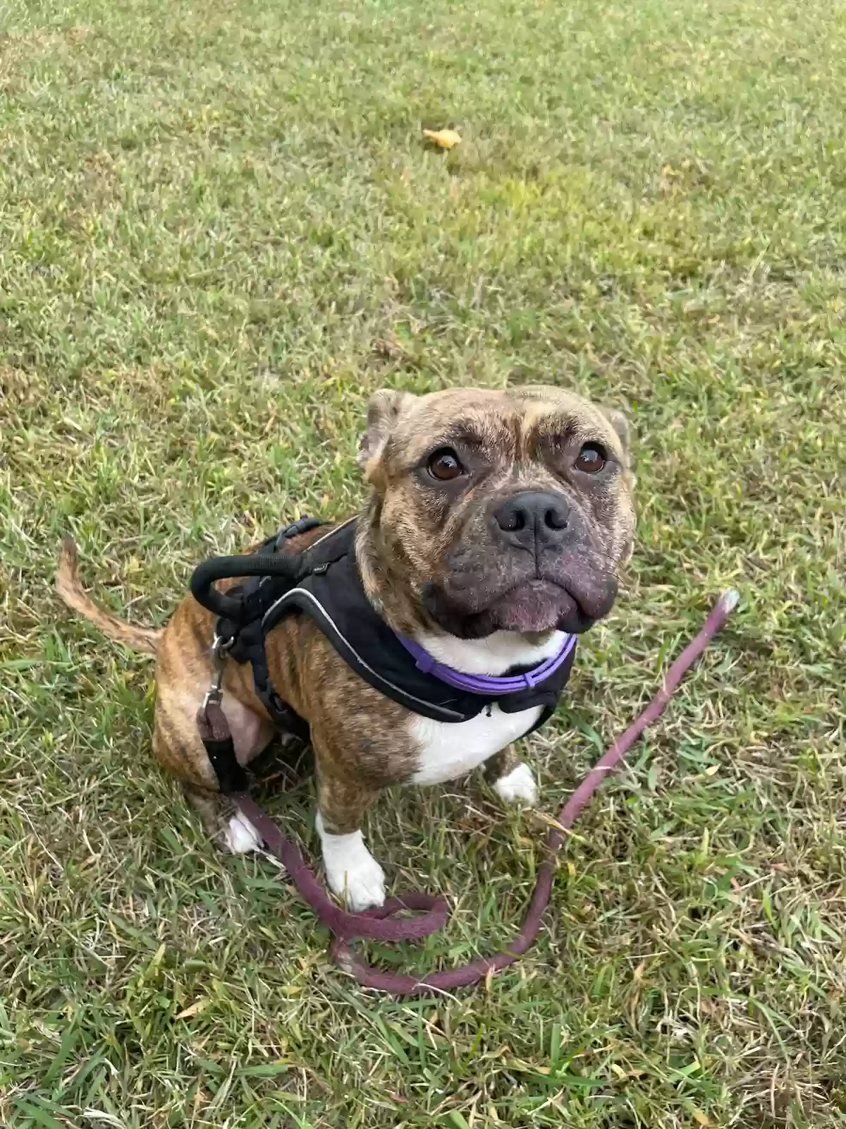 adoptable Dog in Greensboro,NC named Layla