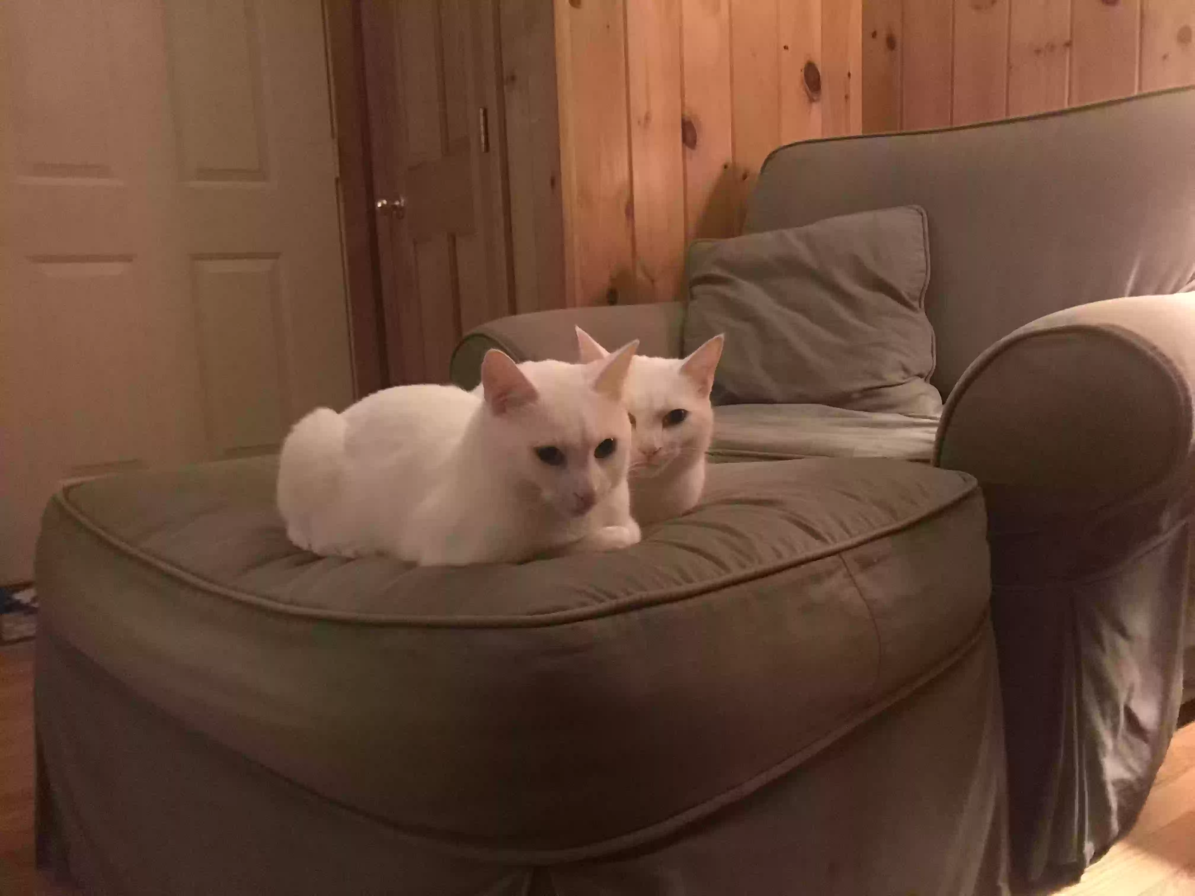 adoptable Cat in West Lebanon,NH named Spurgeon & Marty