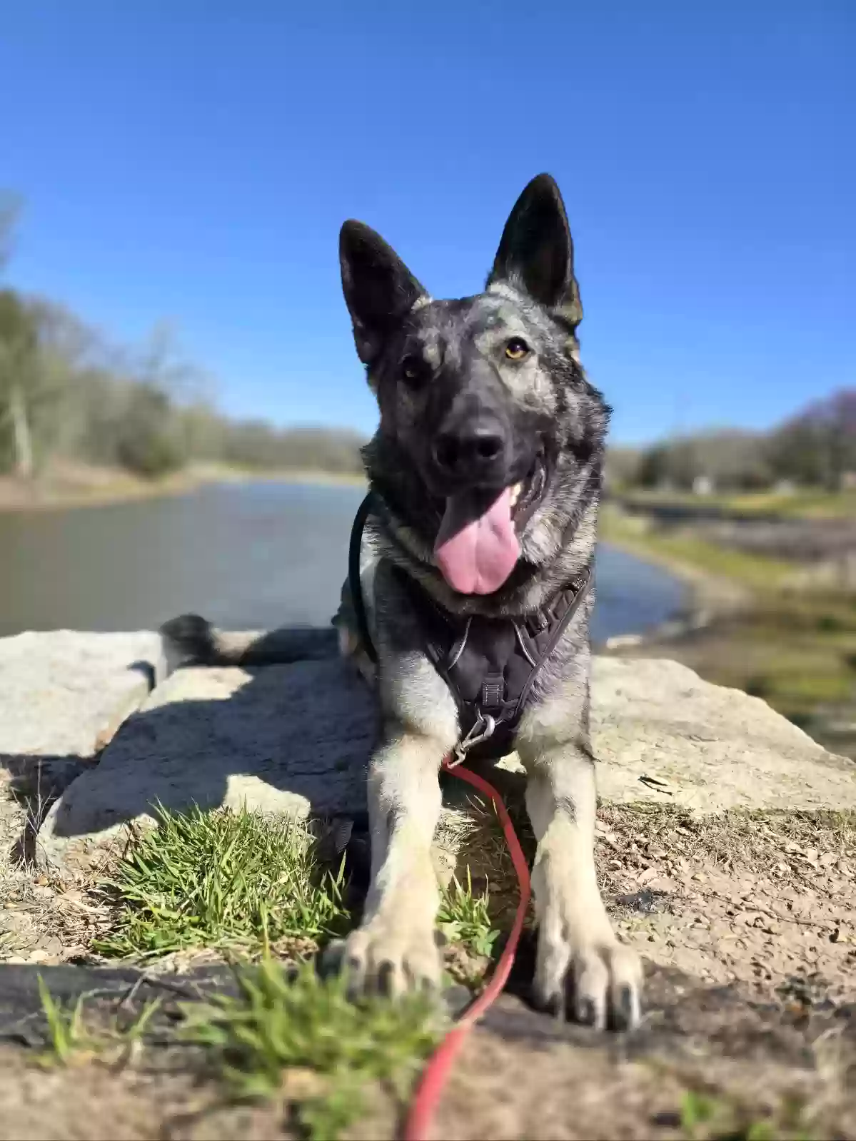 adoptable Dog in Milford,KS named Baron