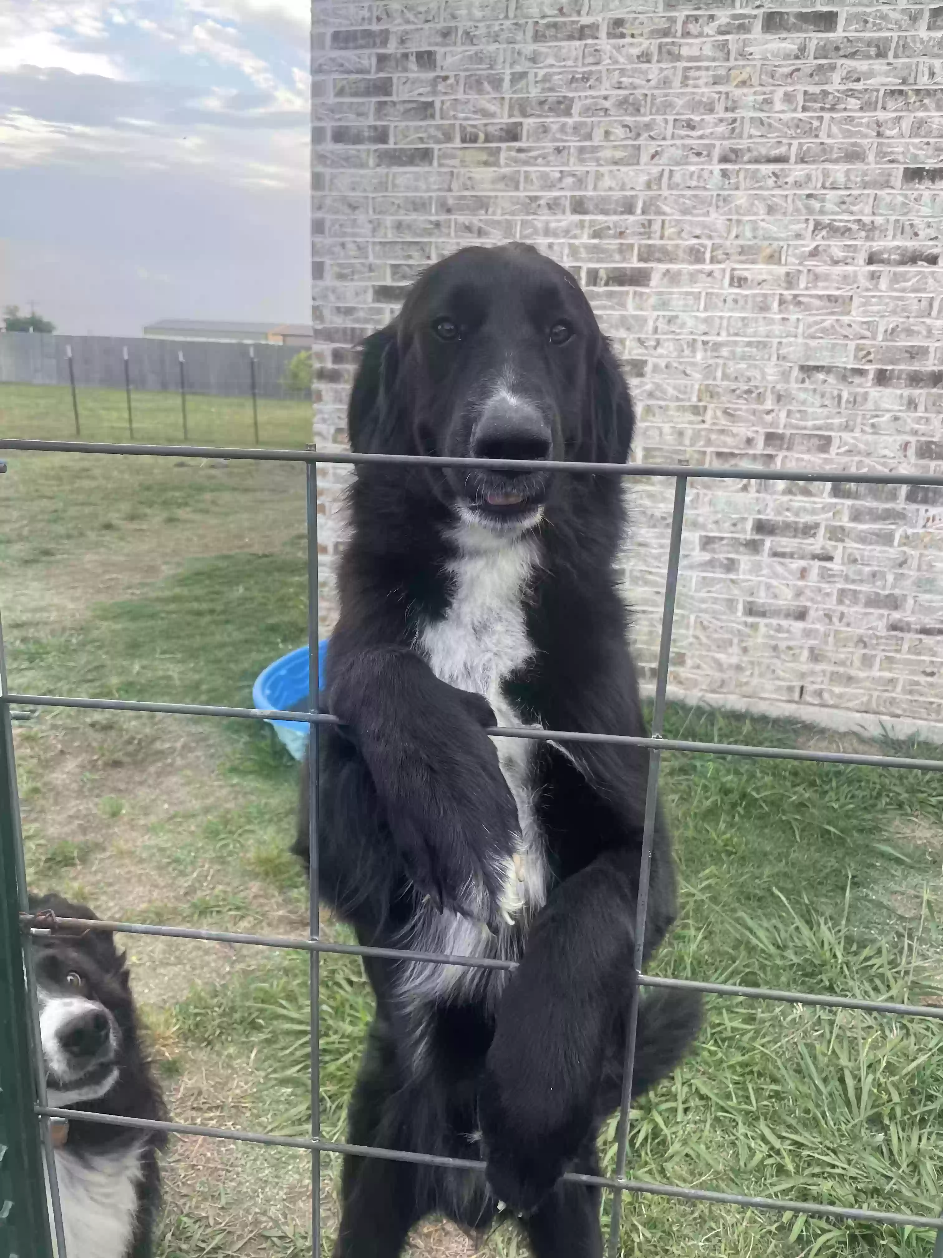 adoptable Dog in Maypearl,TX named Obi