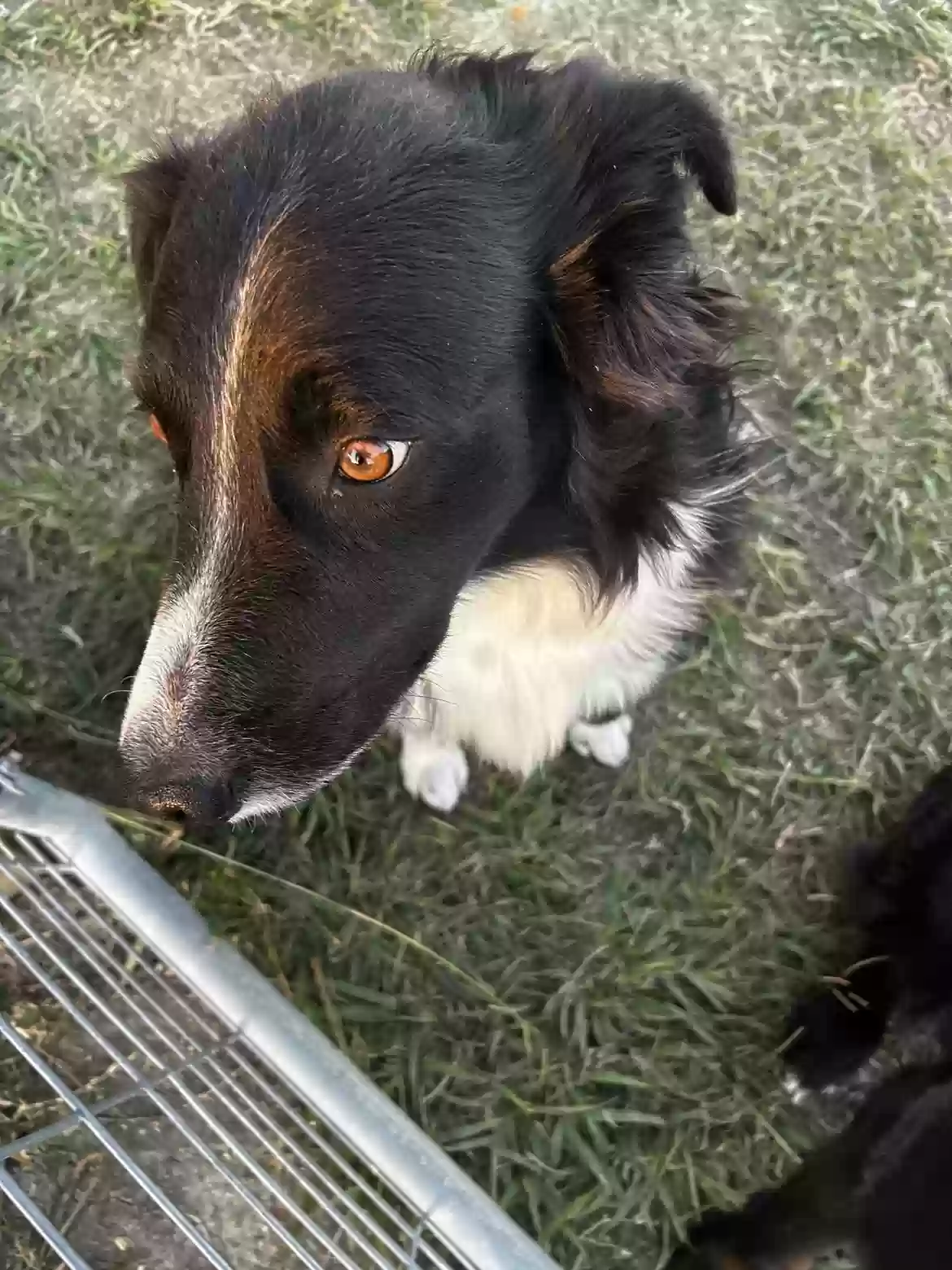 adoptable Dog in Maypearl,TX named Ollie