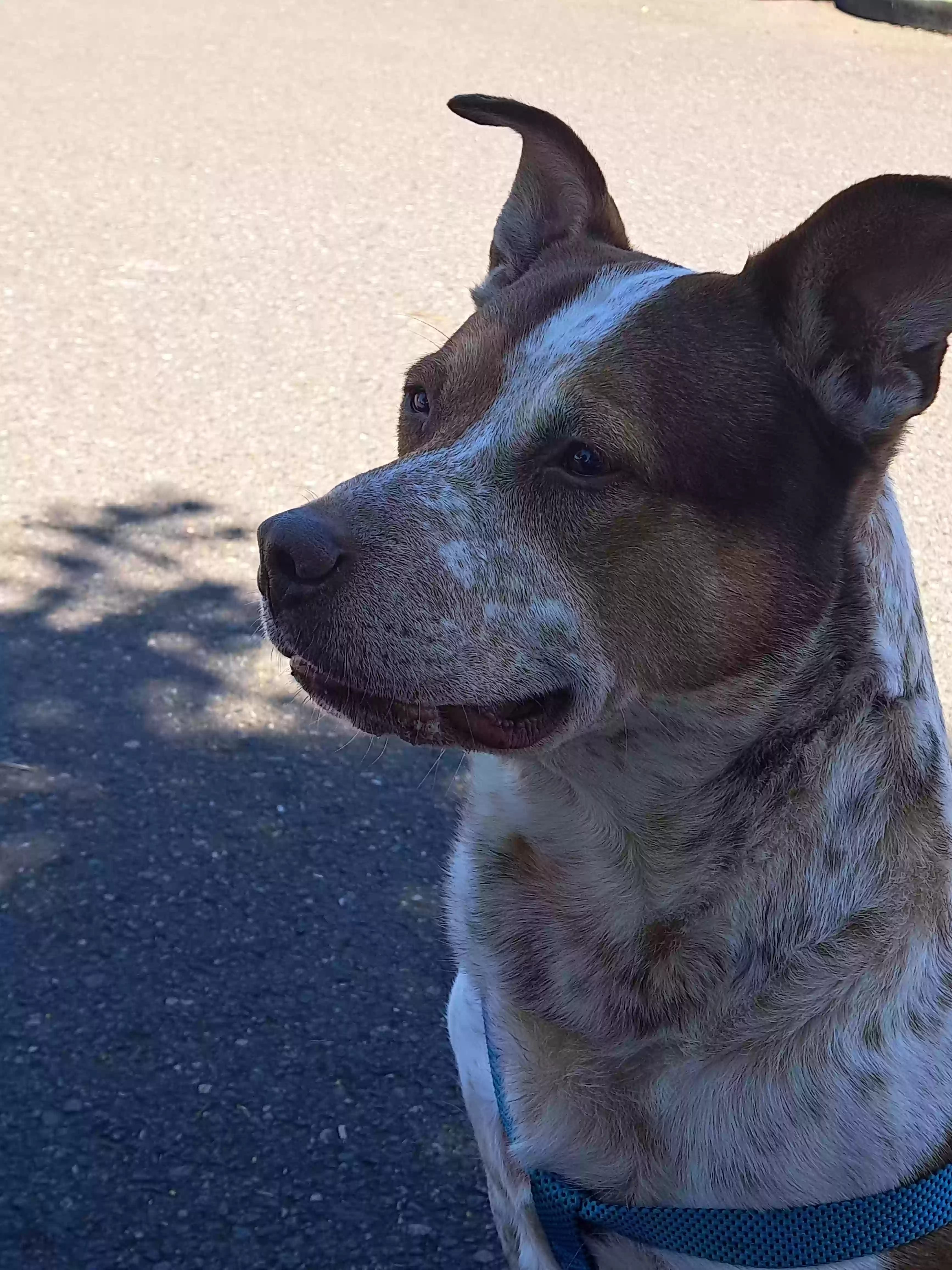 adoptable Dog in Vancouver,WA named 