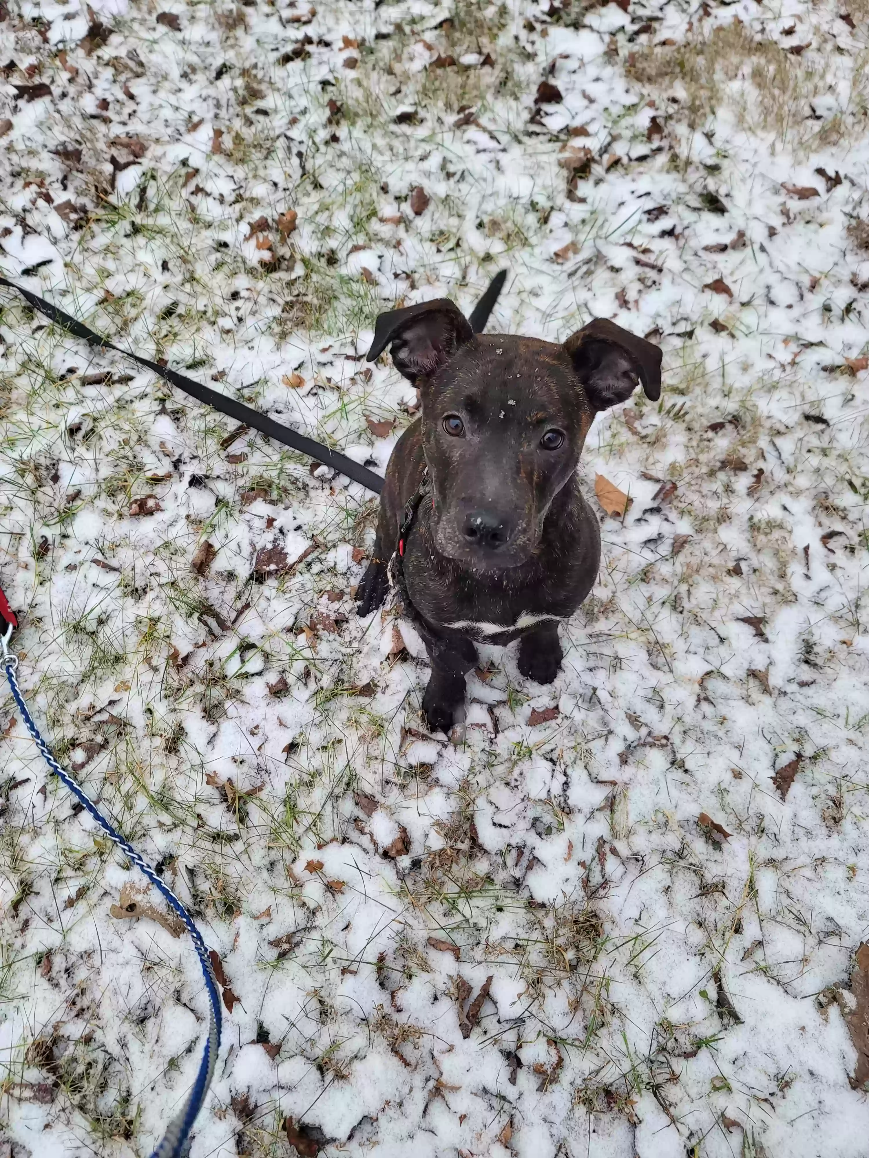 adoptable Dog in Athens,TN named Oakley