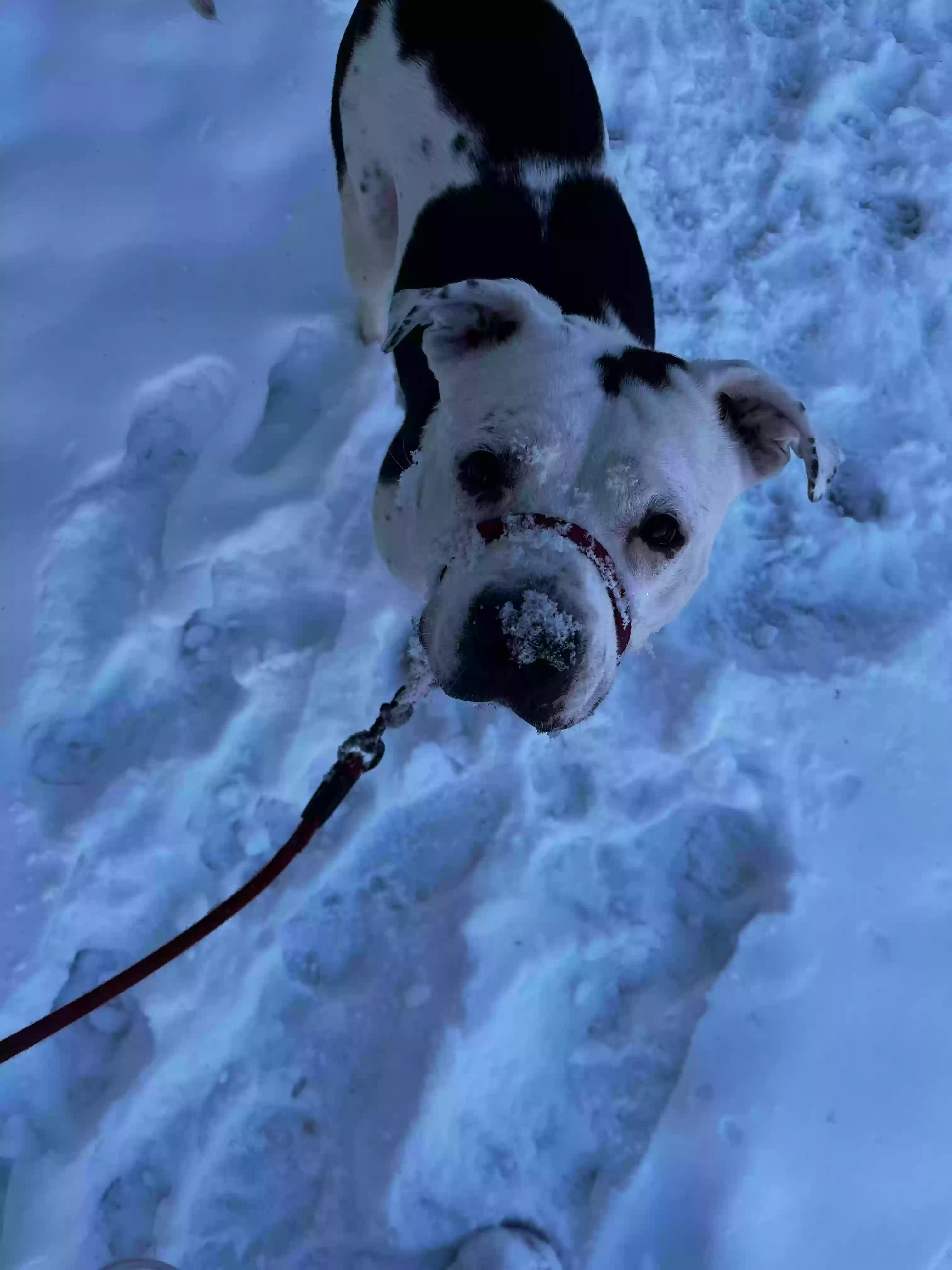 adoptable Dog in Lafayette,IN named Moo Moo