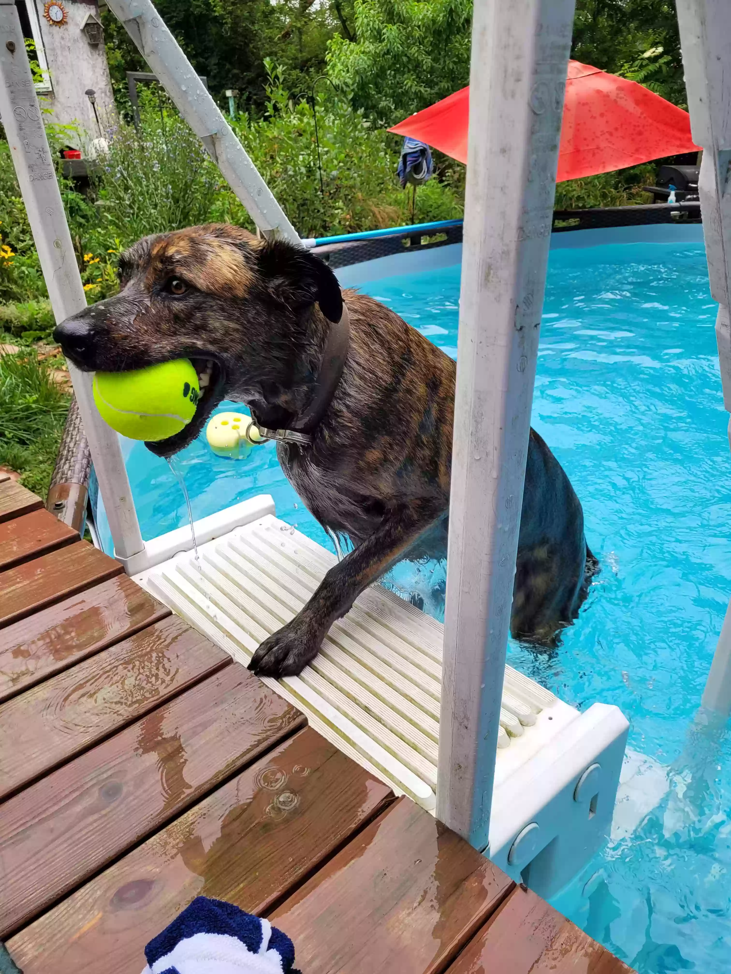 adoptable Dog in Blanchester,OH named Charlie