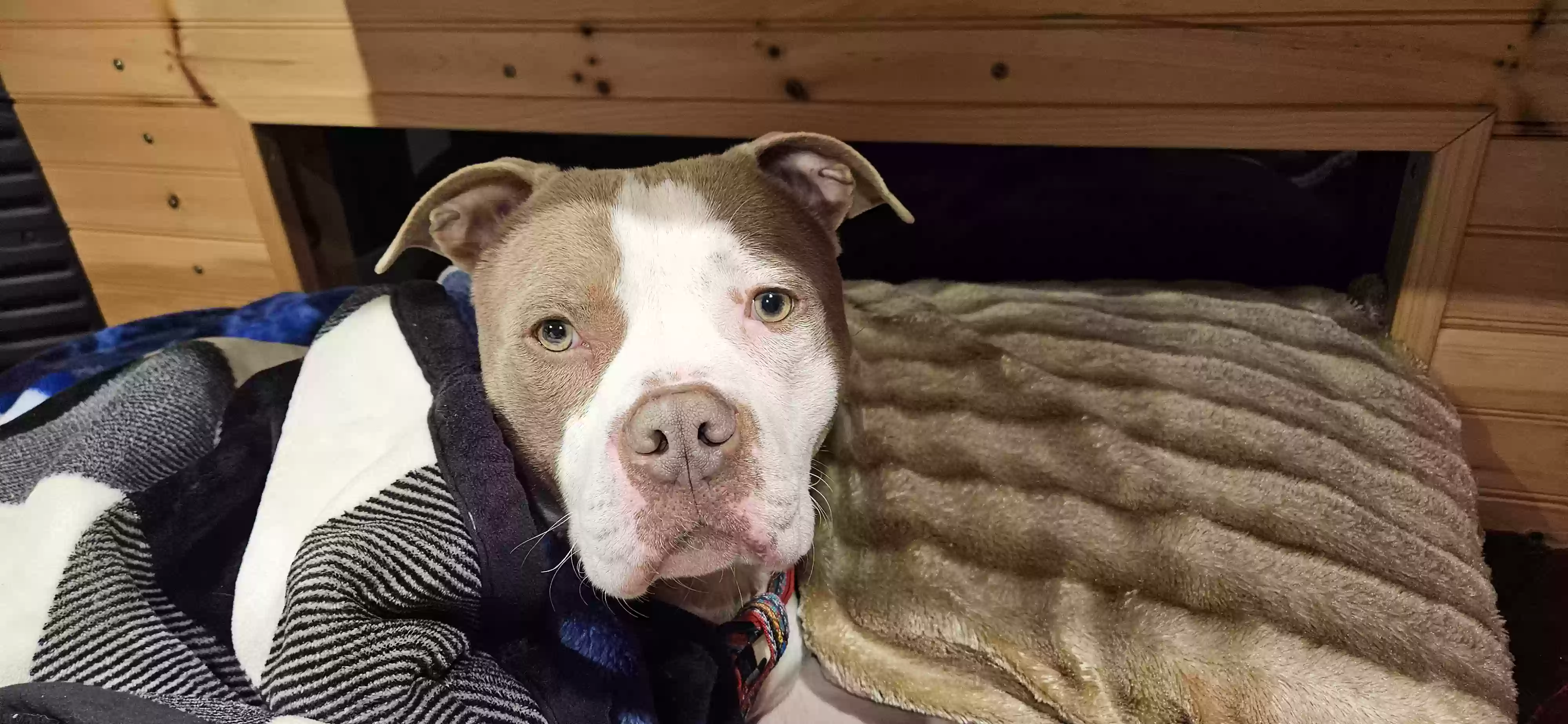 adoptable Dog in Charlotte,NC named Tommy