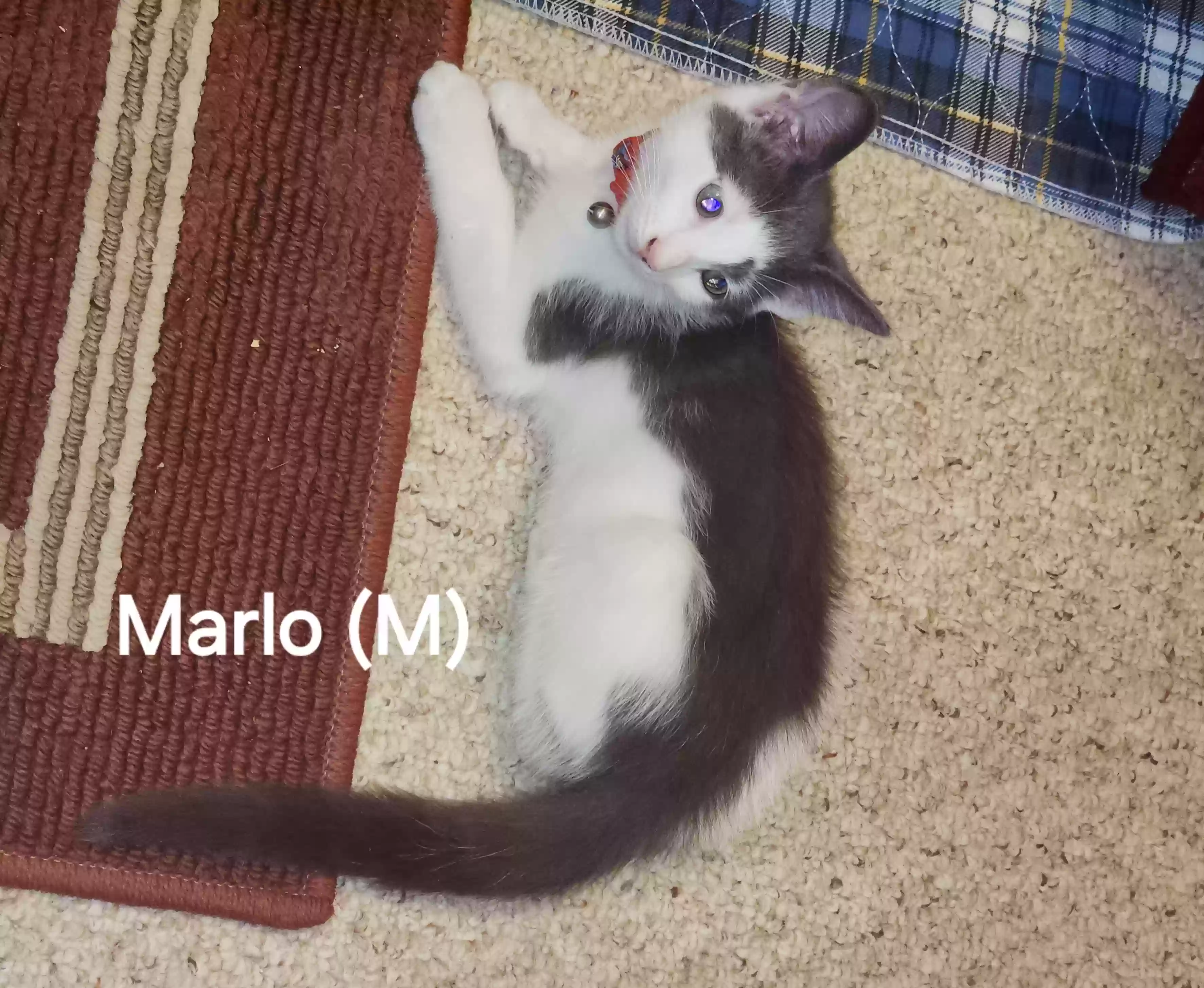 adoptable Cat in Norcross,GA named Marlo