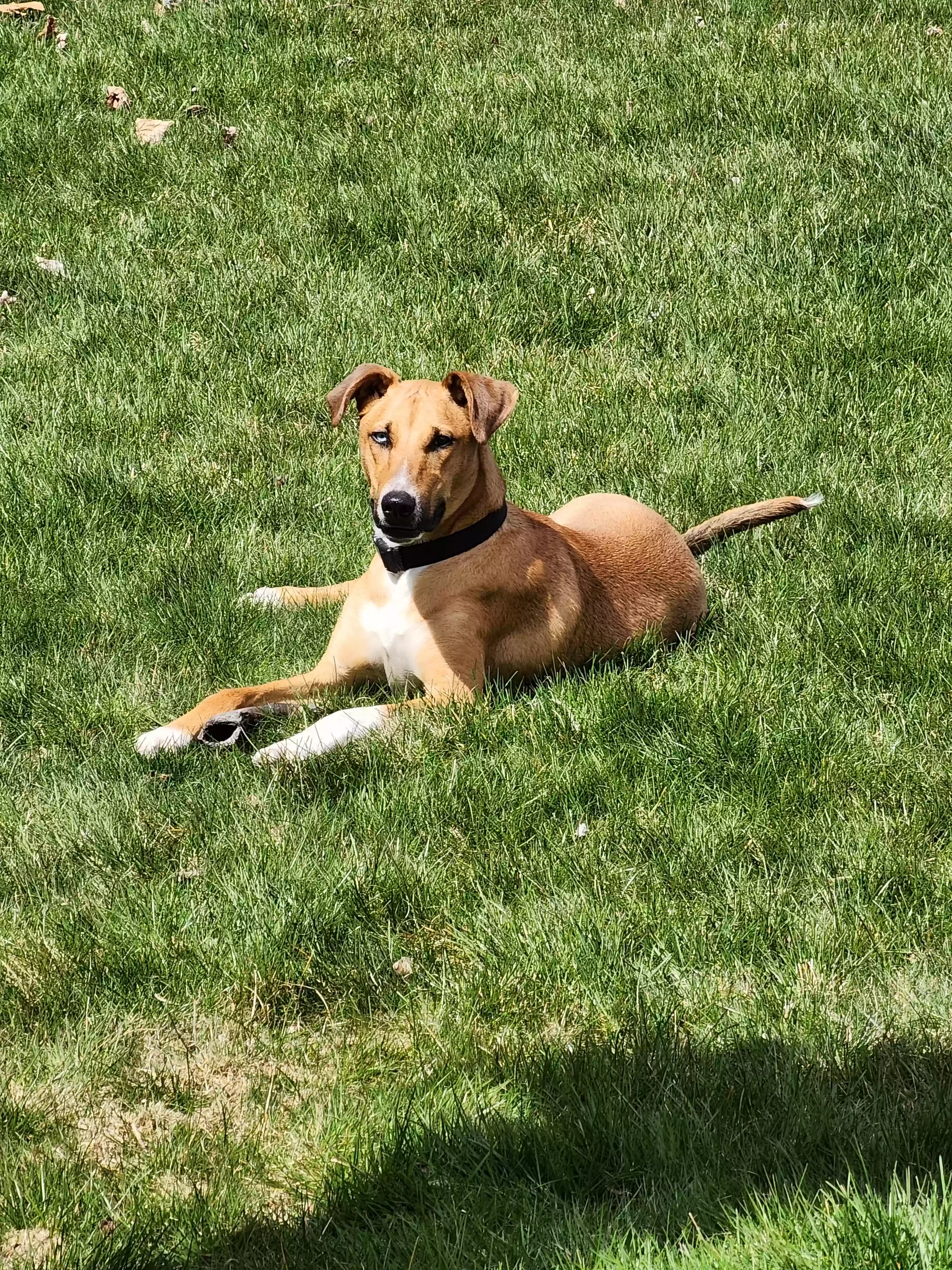 adoptable Dog in Glastonbury,CT named Max