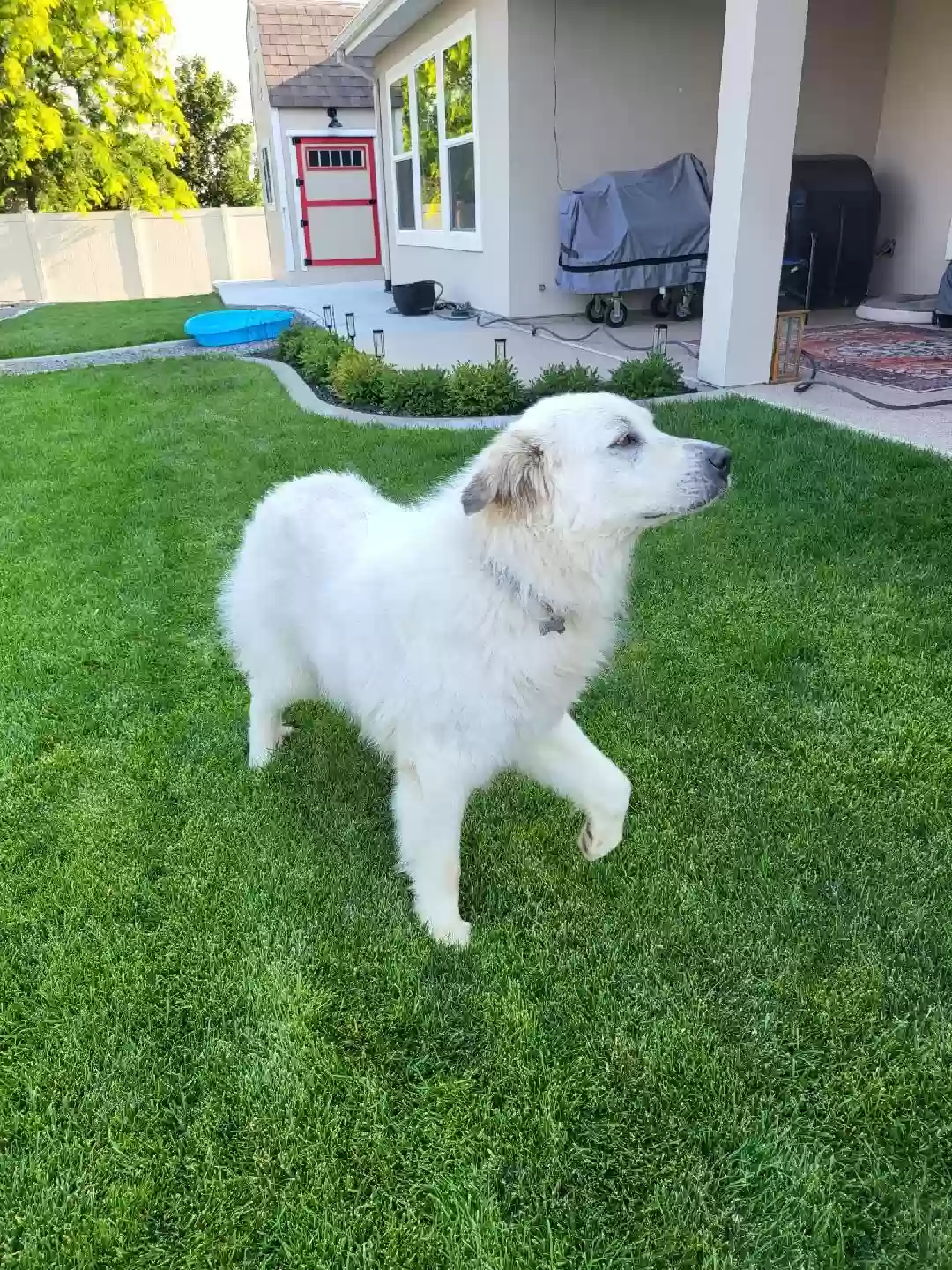 adoptable Dog in Star,ID named Lia