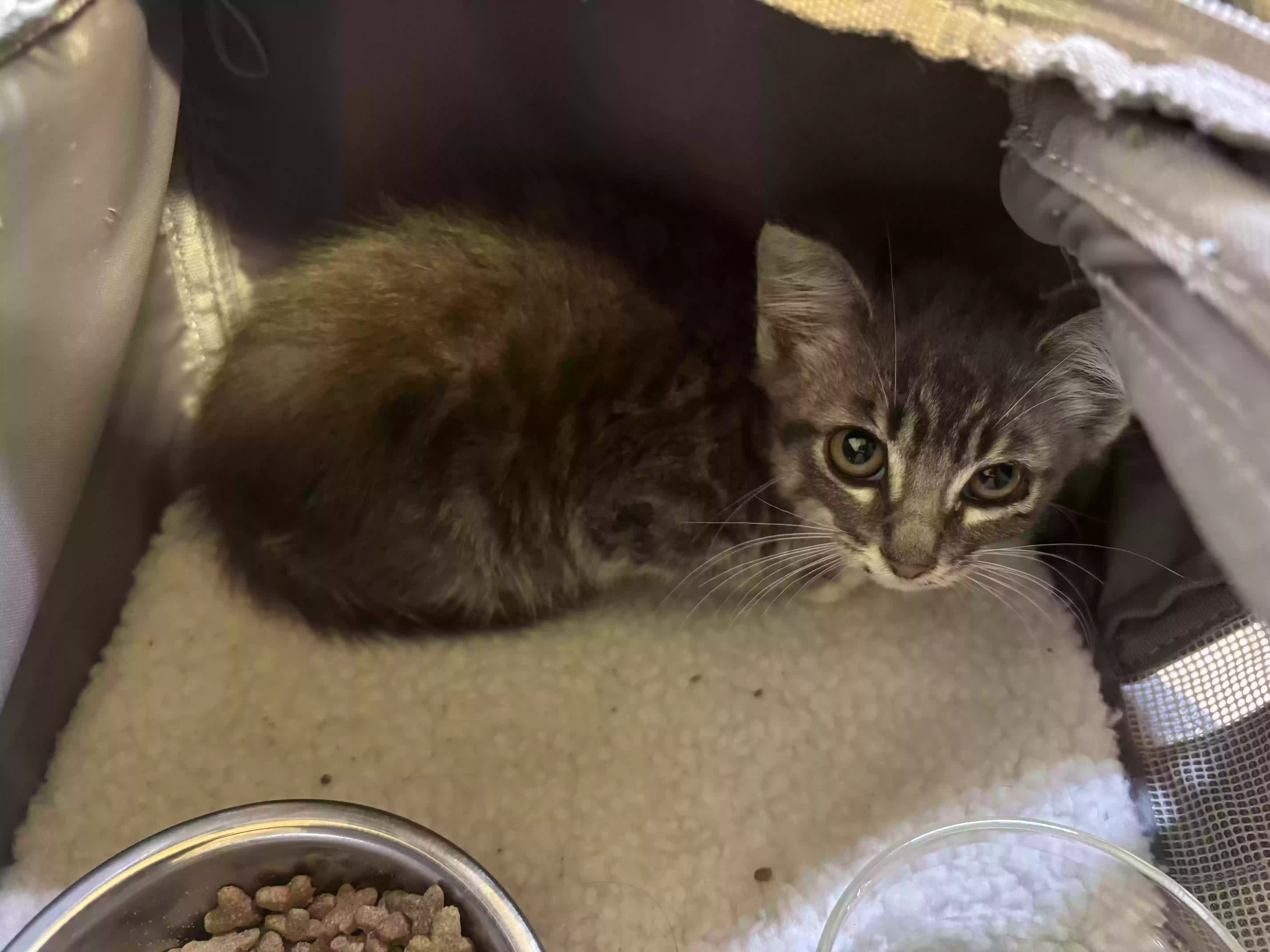 adoptable Cat in Grand Blanc,MI named Baby Kitty (Kevin or Kevina)